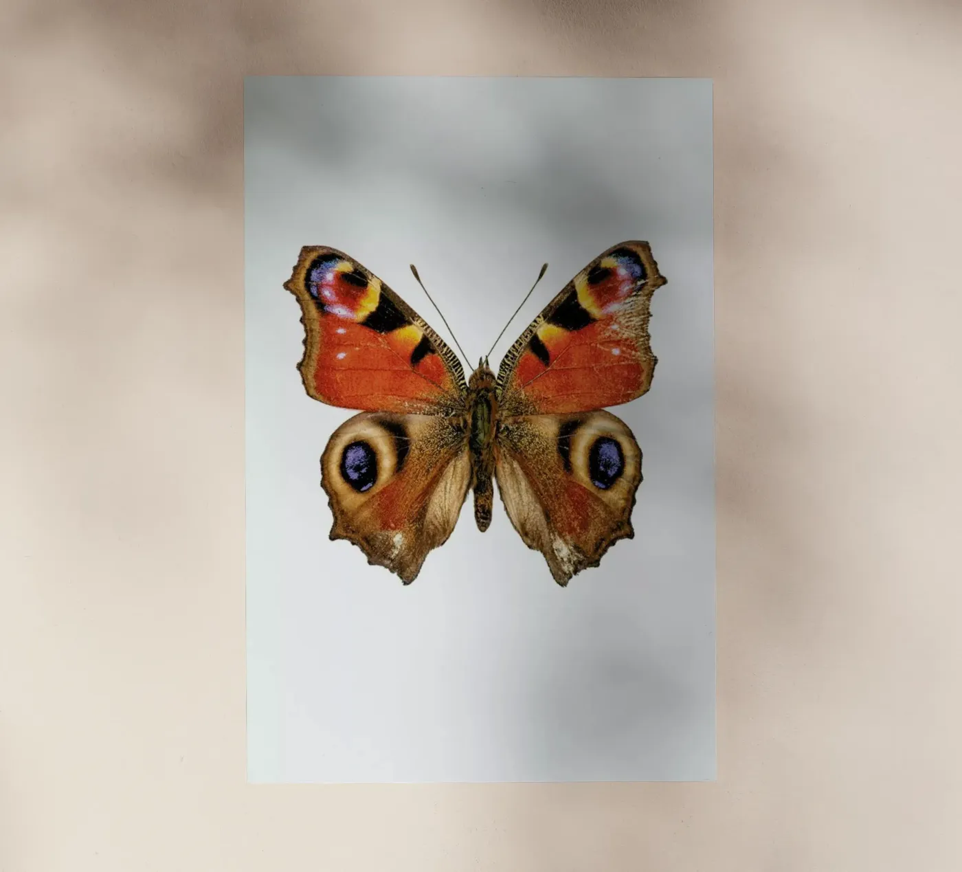 Butterfly pellicola backlit da Curious Collections by Marielle Leenders