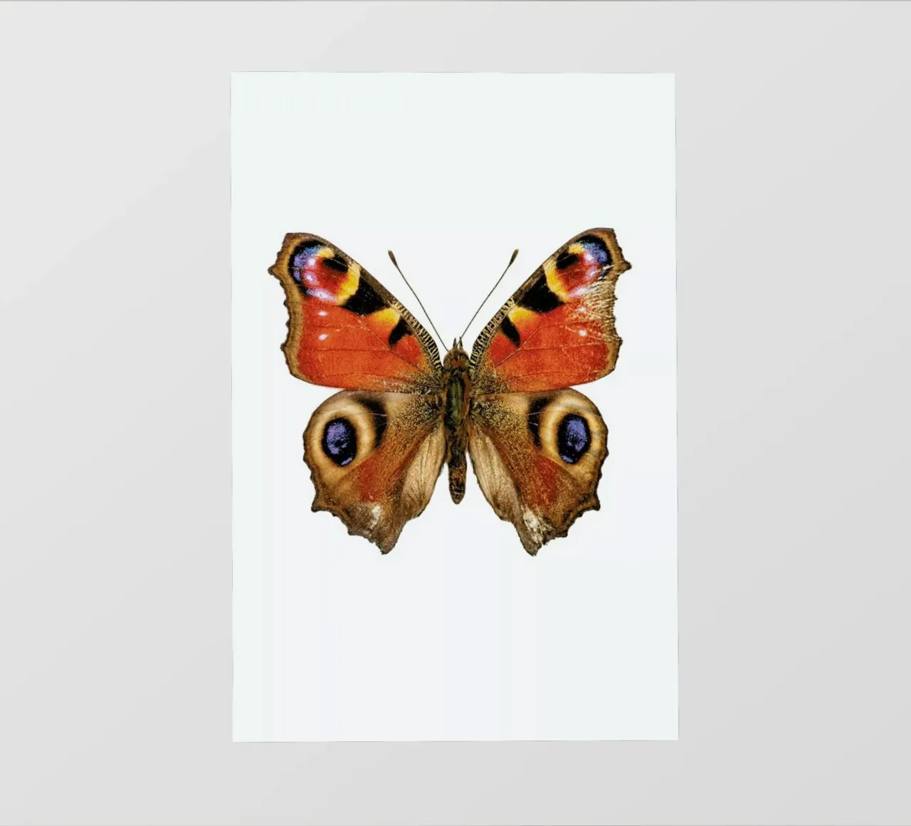 Butterfly pellicola backlit da Curious Collections by Marielle Leenders