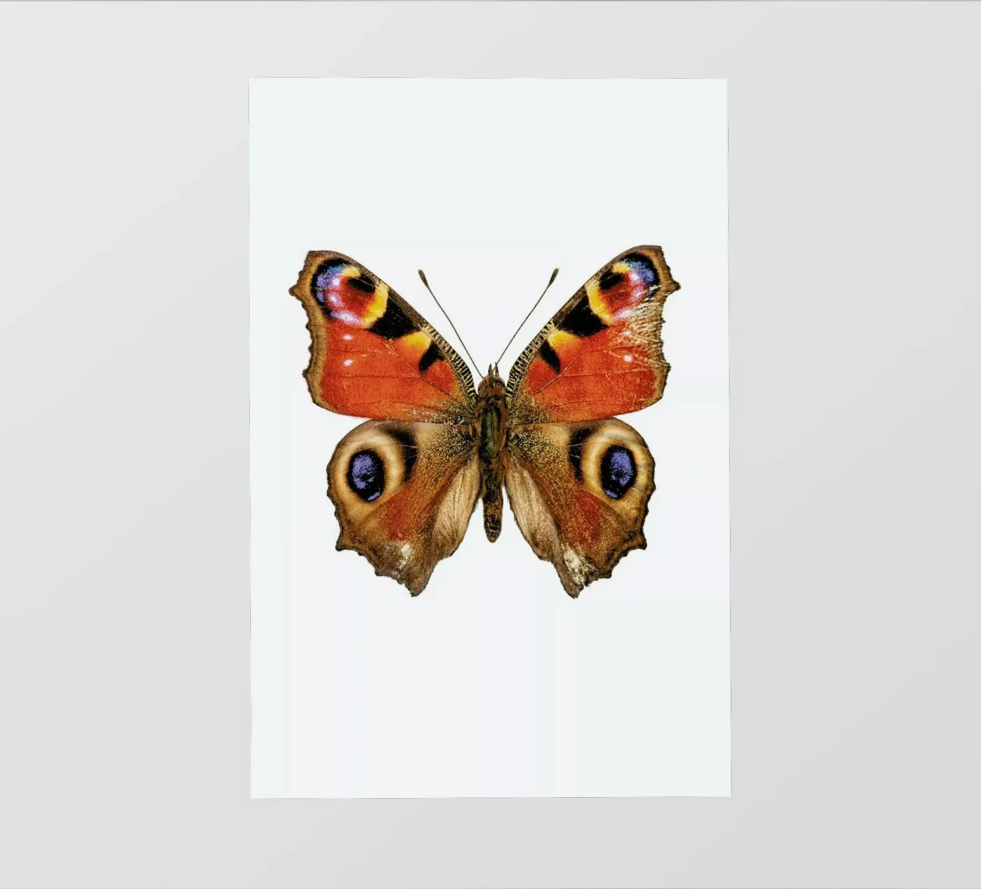 Butterfly pellicola backlit da Curious Collections by Marielle Leenders