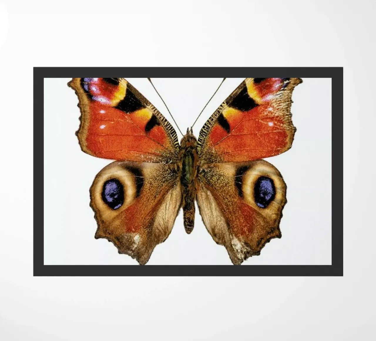 Butterfly zerbino da Curious Collections by Marielle Leenders