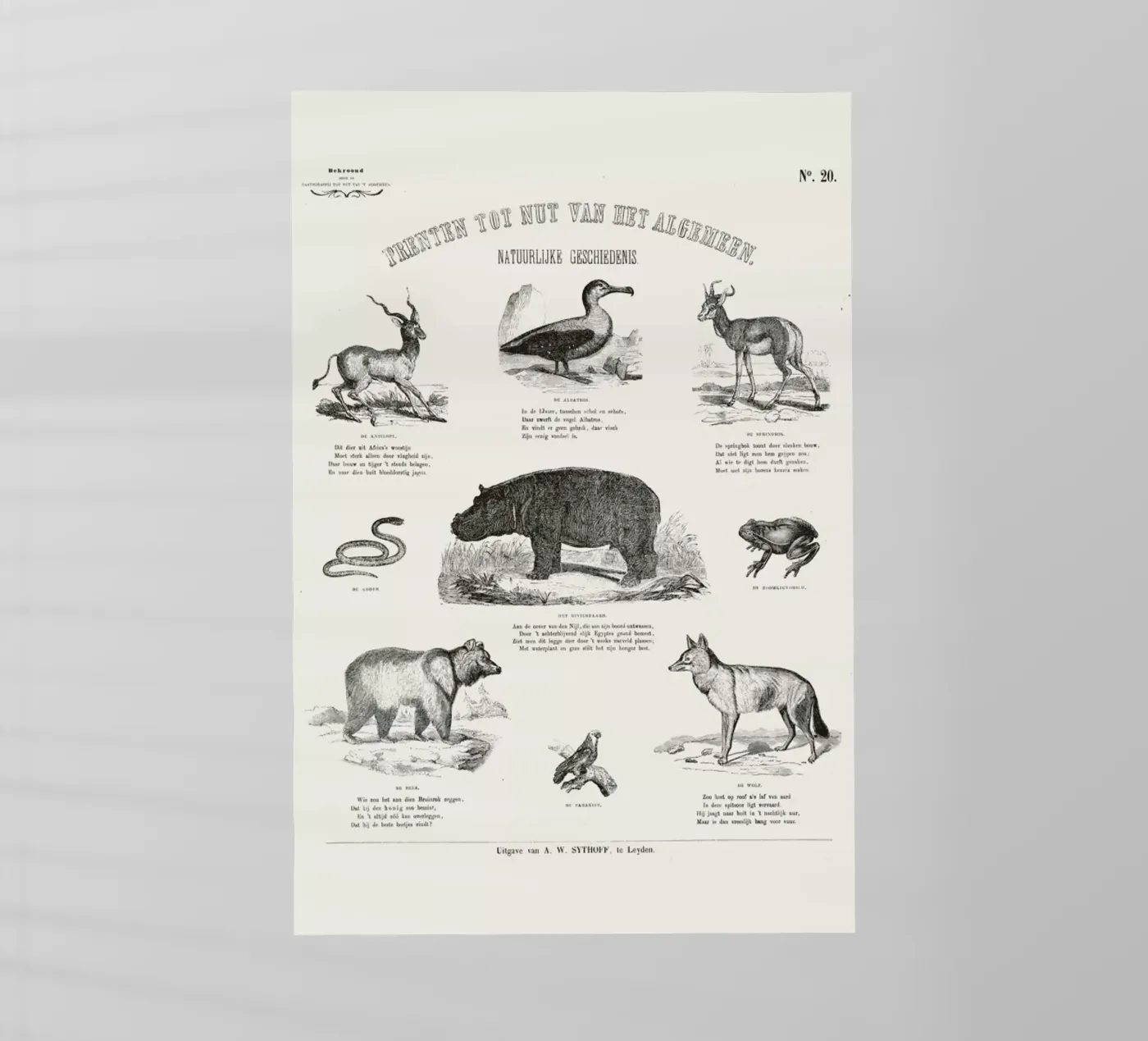 Animals Chart pellicola backlit da Astër