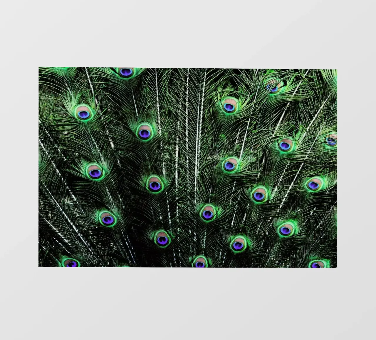 Glory pellicola backlit da Robin Delean