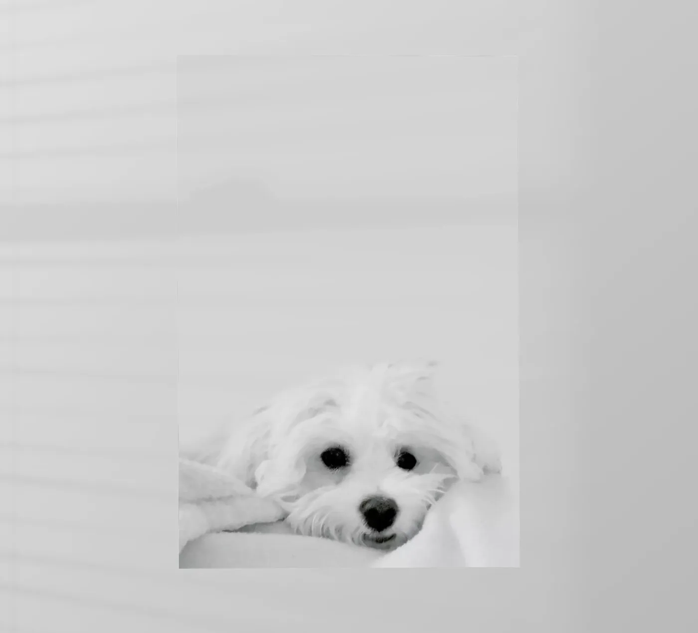 Walli pellicola backlit da XOXO Arte