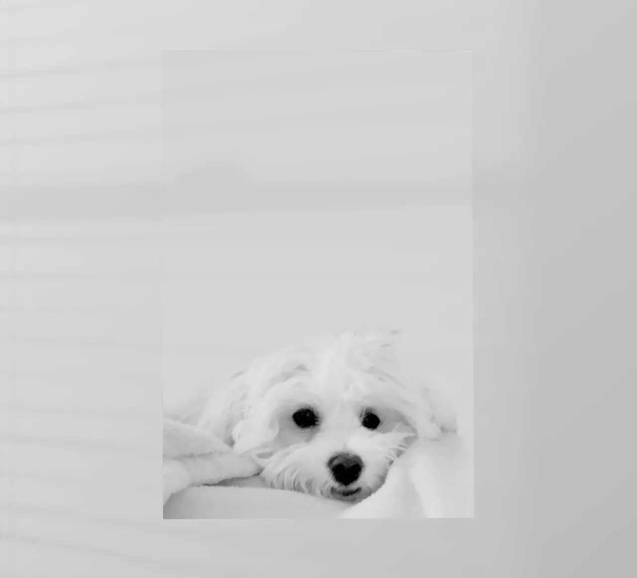 Walli pellicola backlit da XOXO Arte