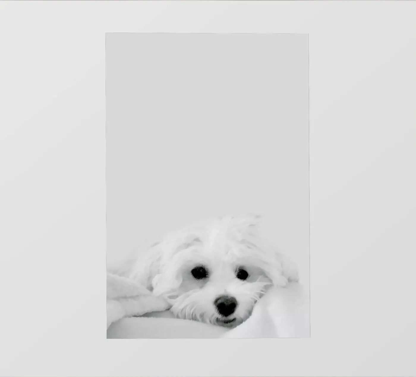 Walli pellicola backlit da XOXO Arte