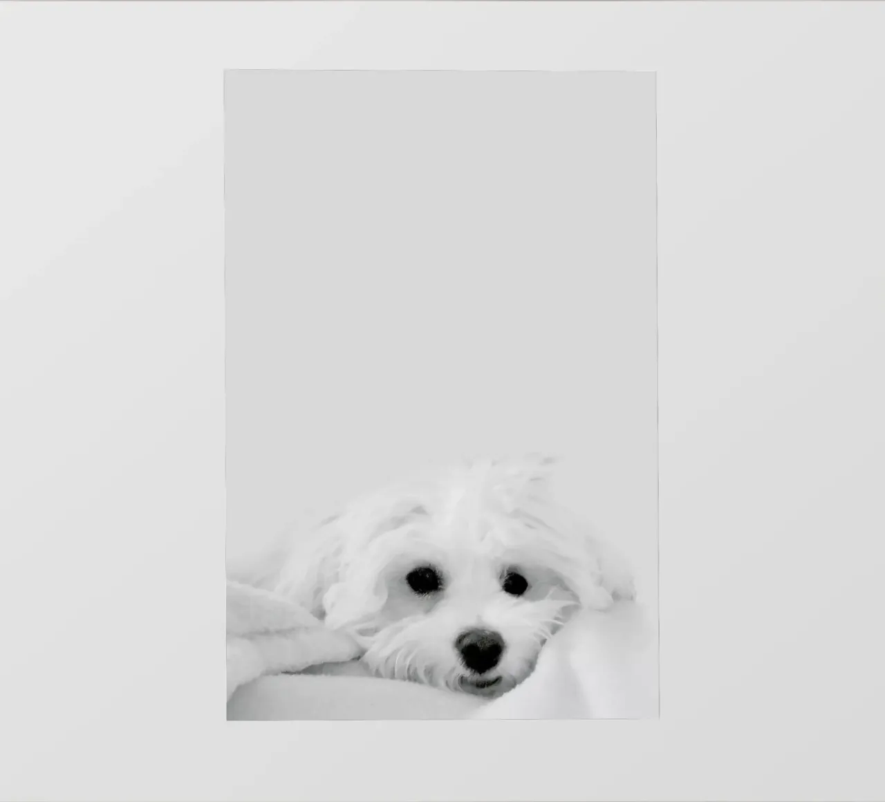 Walli pellicola backlit da XOXO Arte