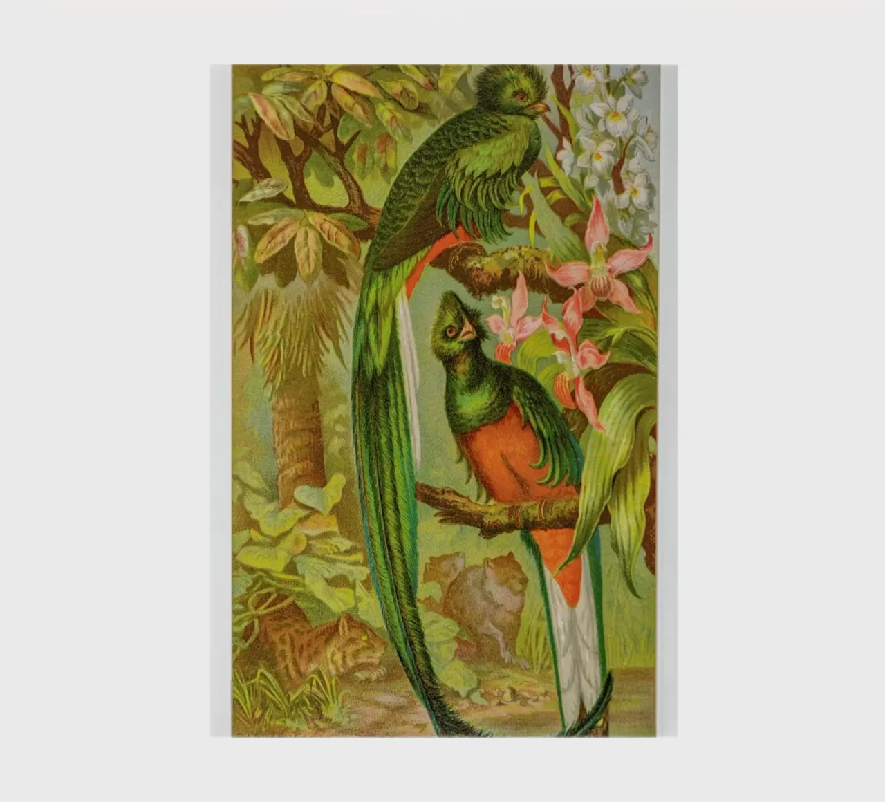 Native Birds diario da Flora & Fauna