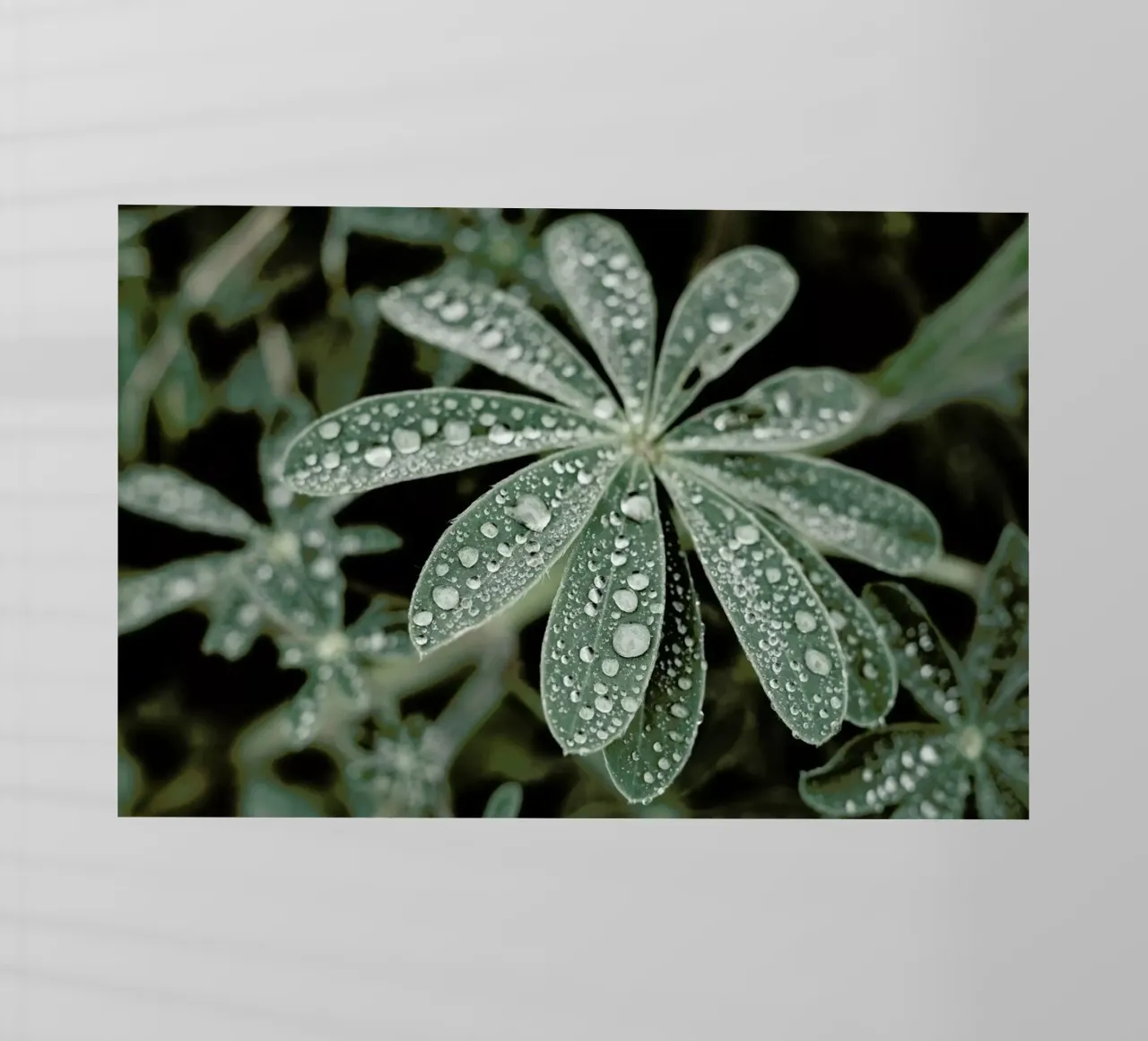 Blue Lupine #4 pellicola backlit da Tal Paz-Fridman