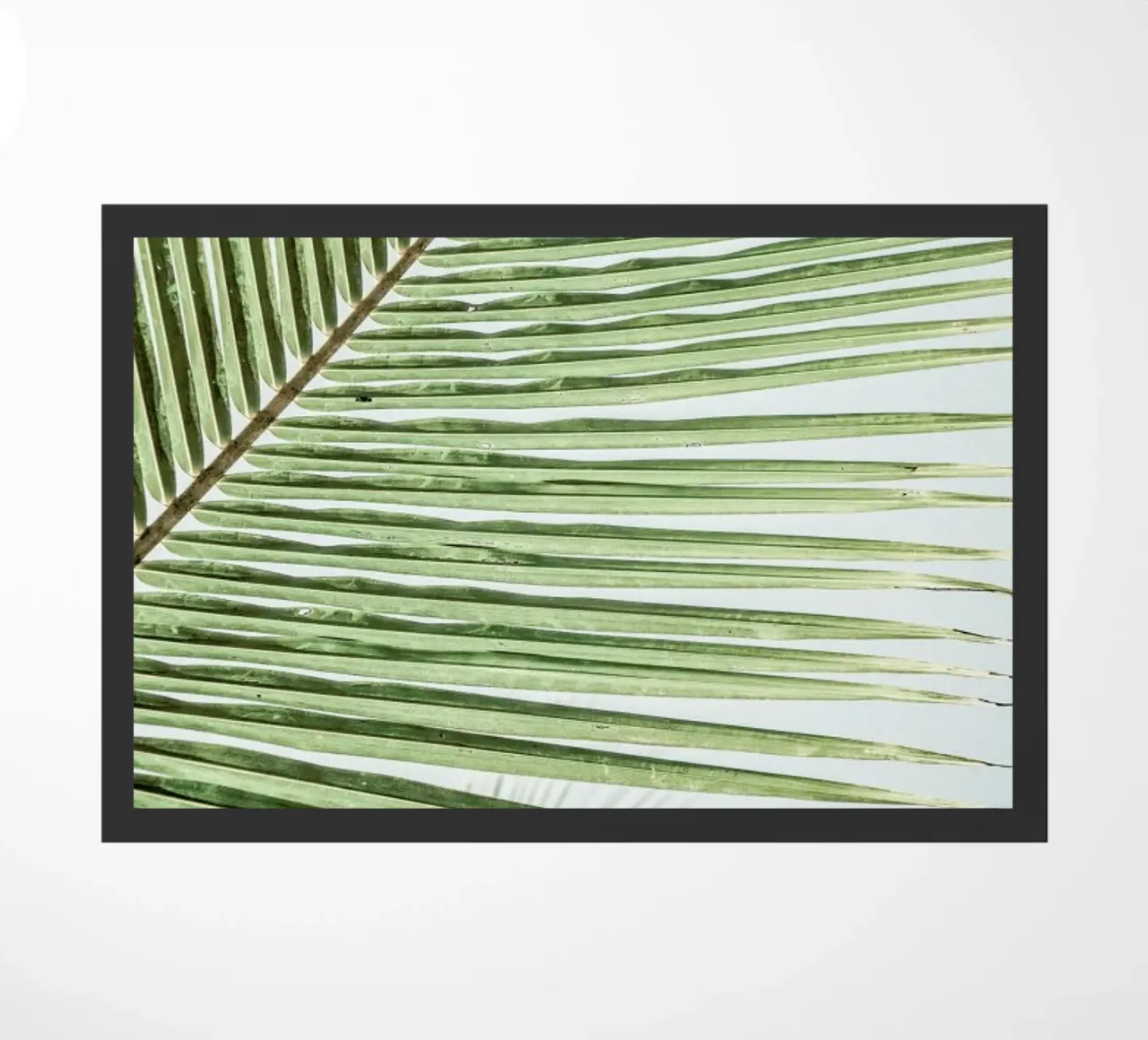 Zig Zag zerbino da Shot By Clint