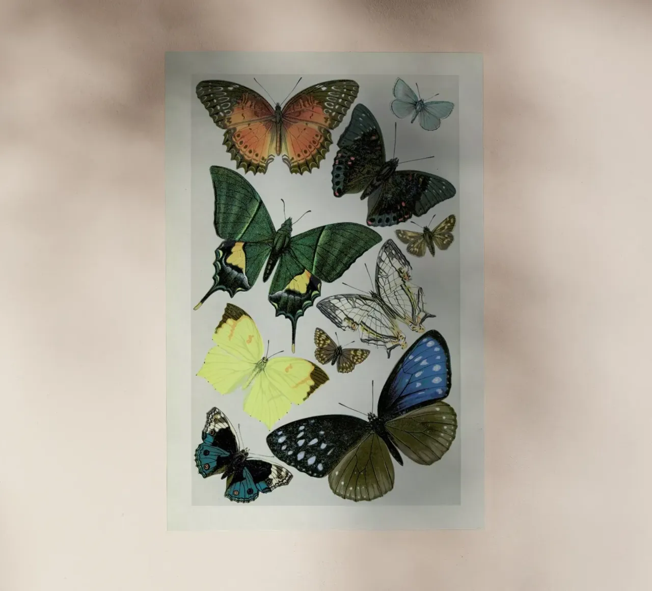 Butterflies pellicola backlit da Flora & Fauna