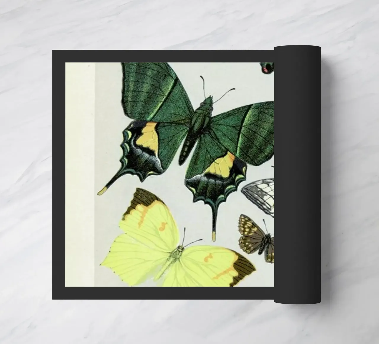 Butterflies zerbino da Flora & Fauna