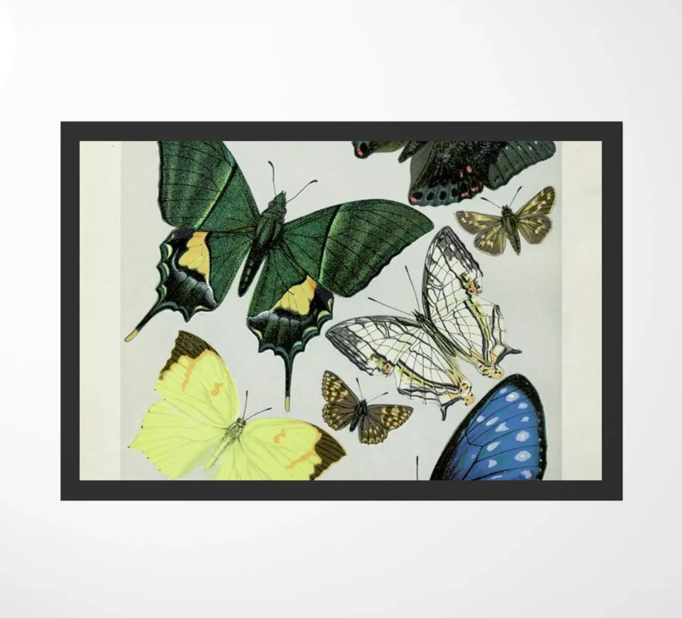 Butterflies zerbino da Flora & Fauna