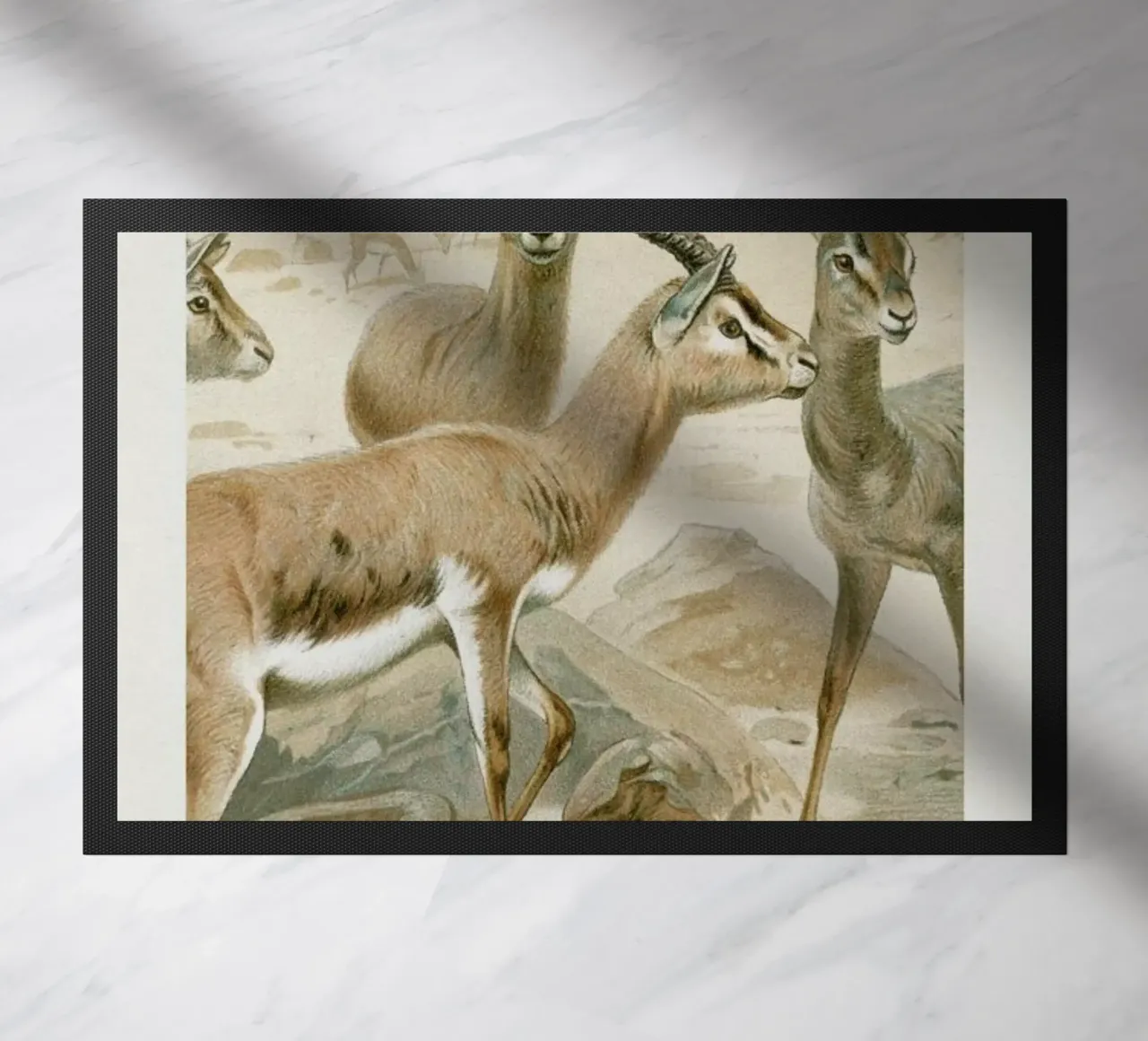Gazelles zerbino da Flora & Fauna