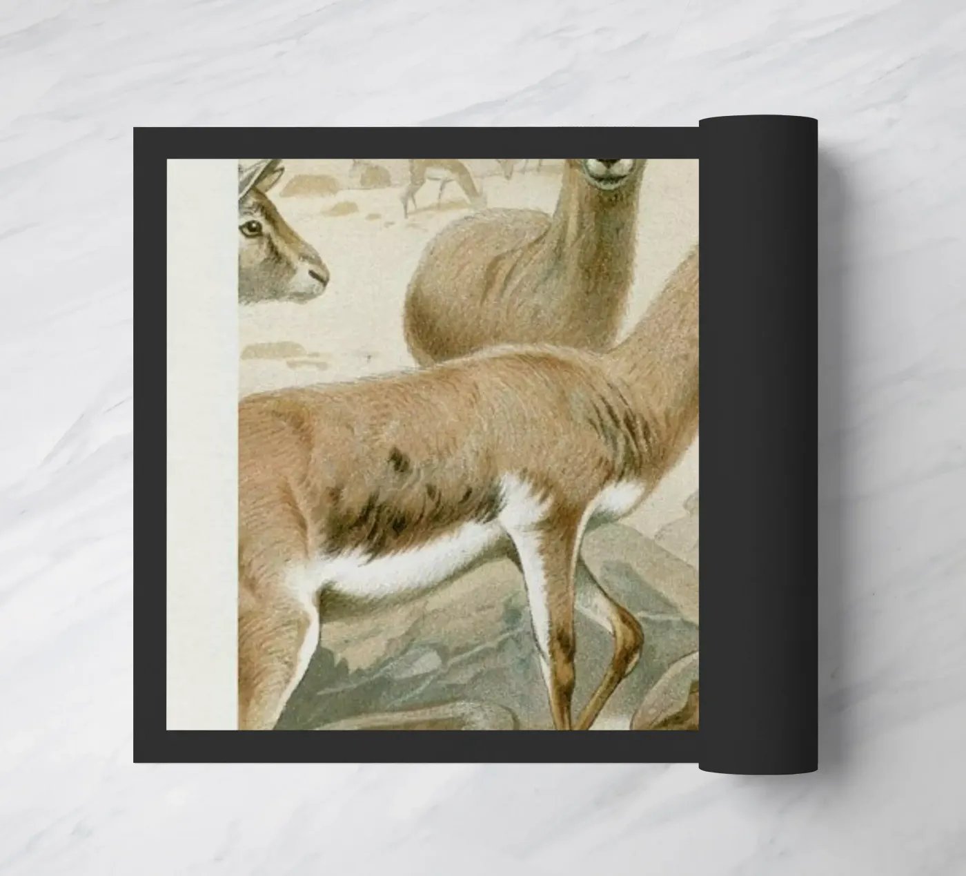Gazelles zerbino da Flora & Fauna