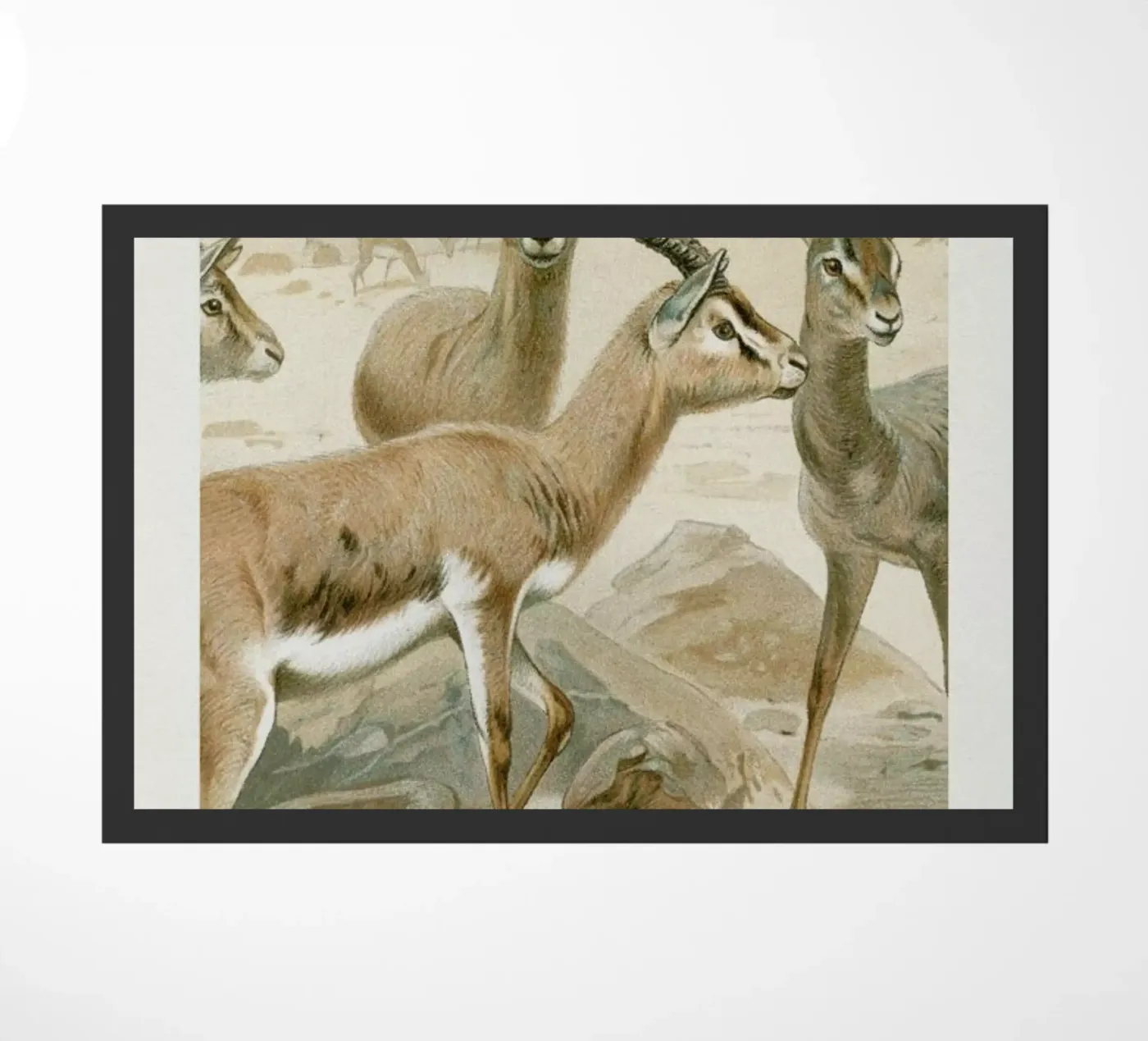 Gazelles zerbino da Flora & Fauna