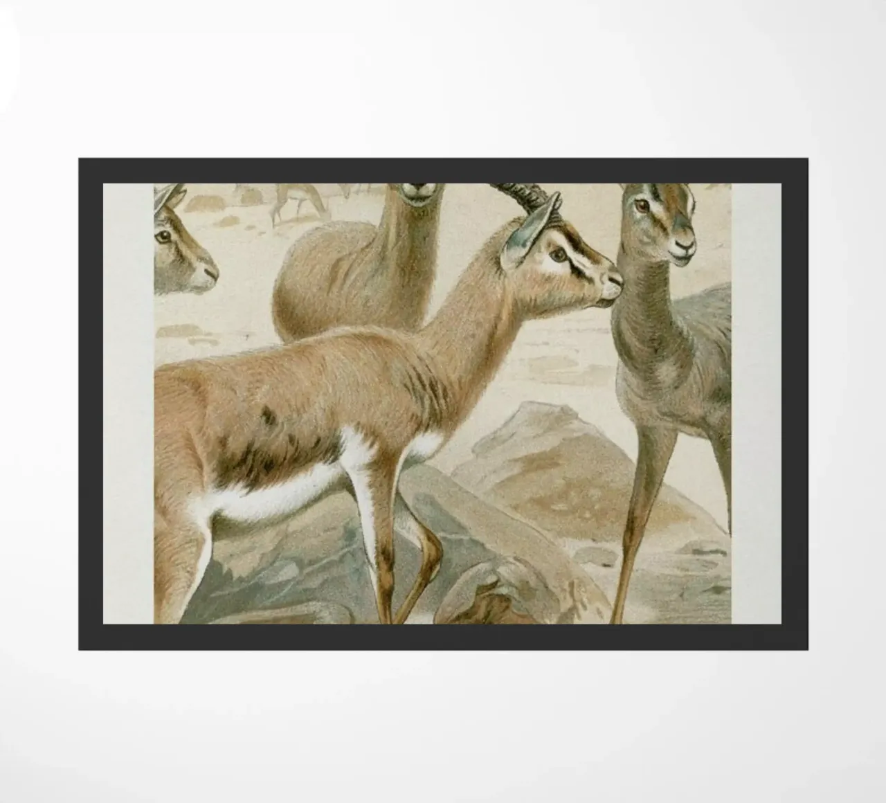 Gazelles zerbino da Flora & Fauna