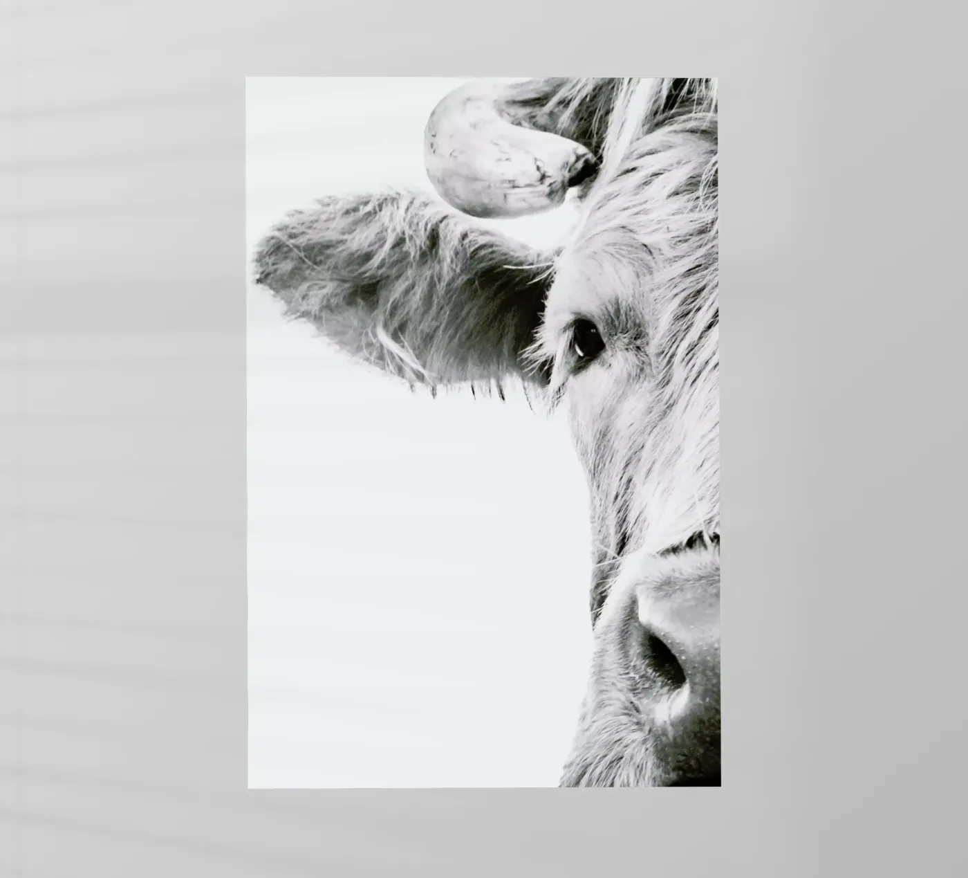 Highlander I pellicola backlit da Victoria Frost