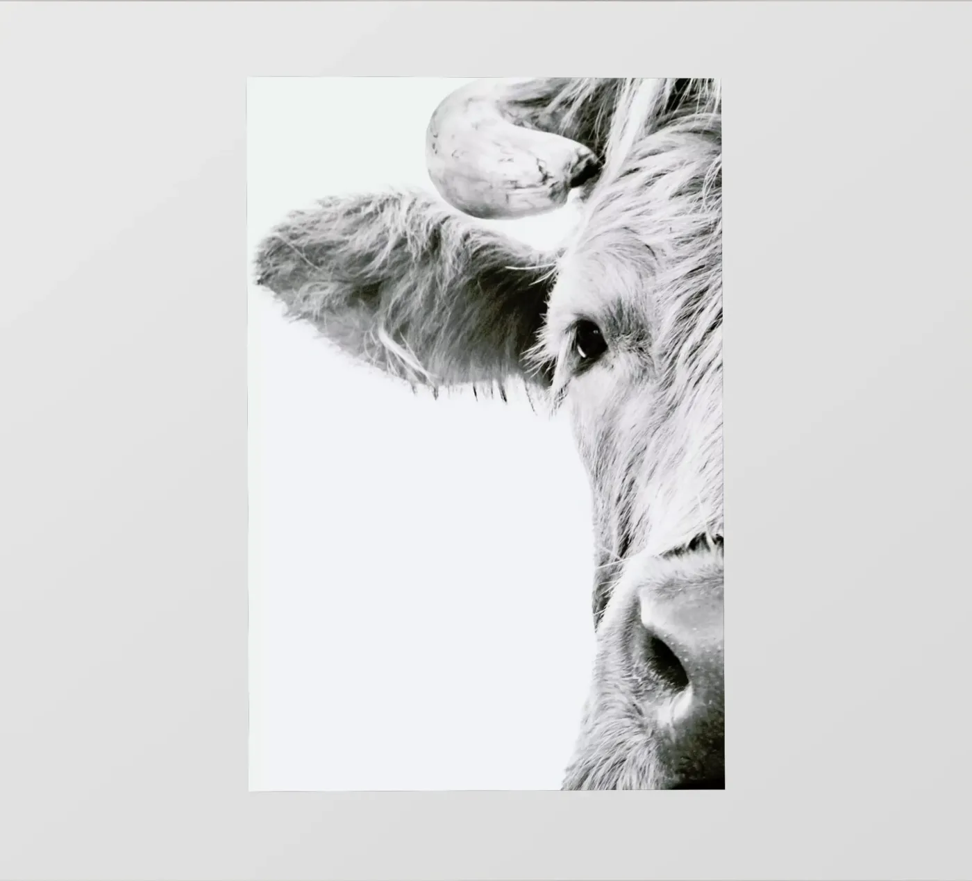 Highlander I pellicola backlit da Victoria Frost