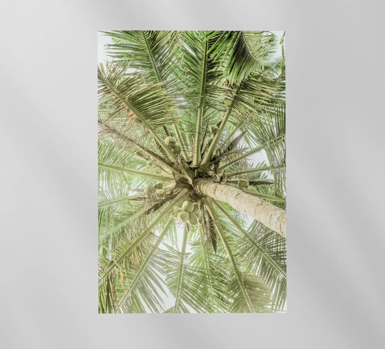 Coco pellicola backlit da Shot By Clint