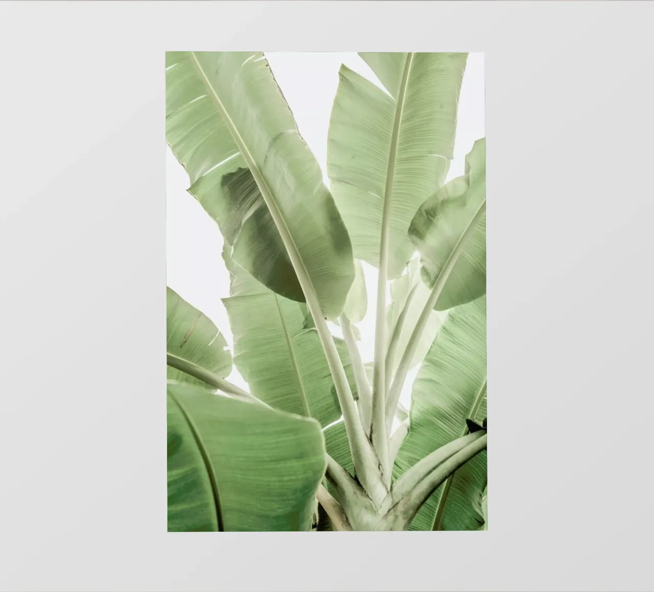 Full Bloom pellicola backlit da Shot By Clint