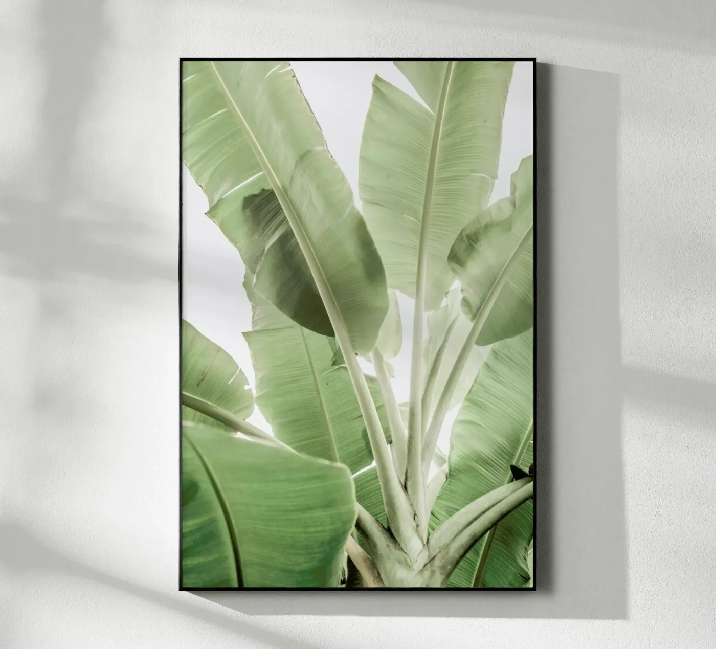 Full Bloom plexiglass da Shot By Clint