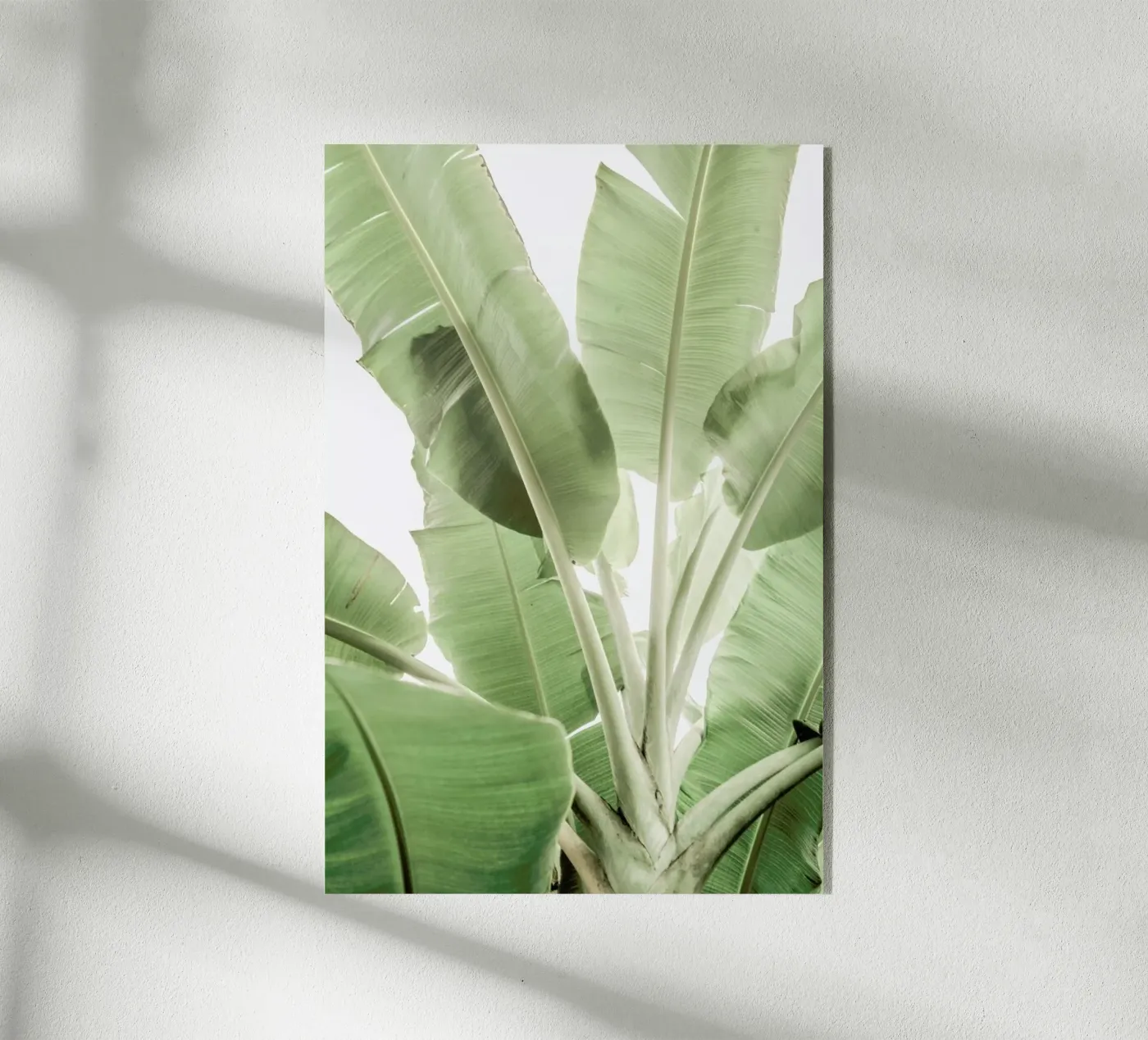 Full Bloom plexiglass da Shot By Clint