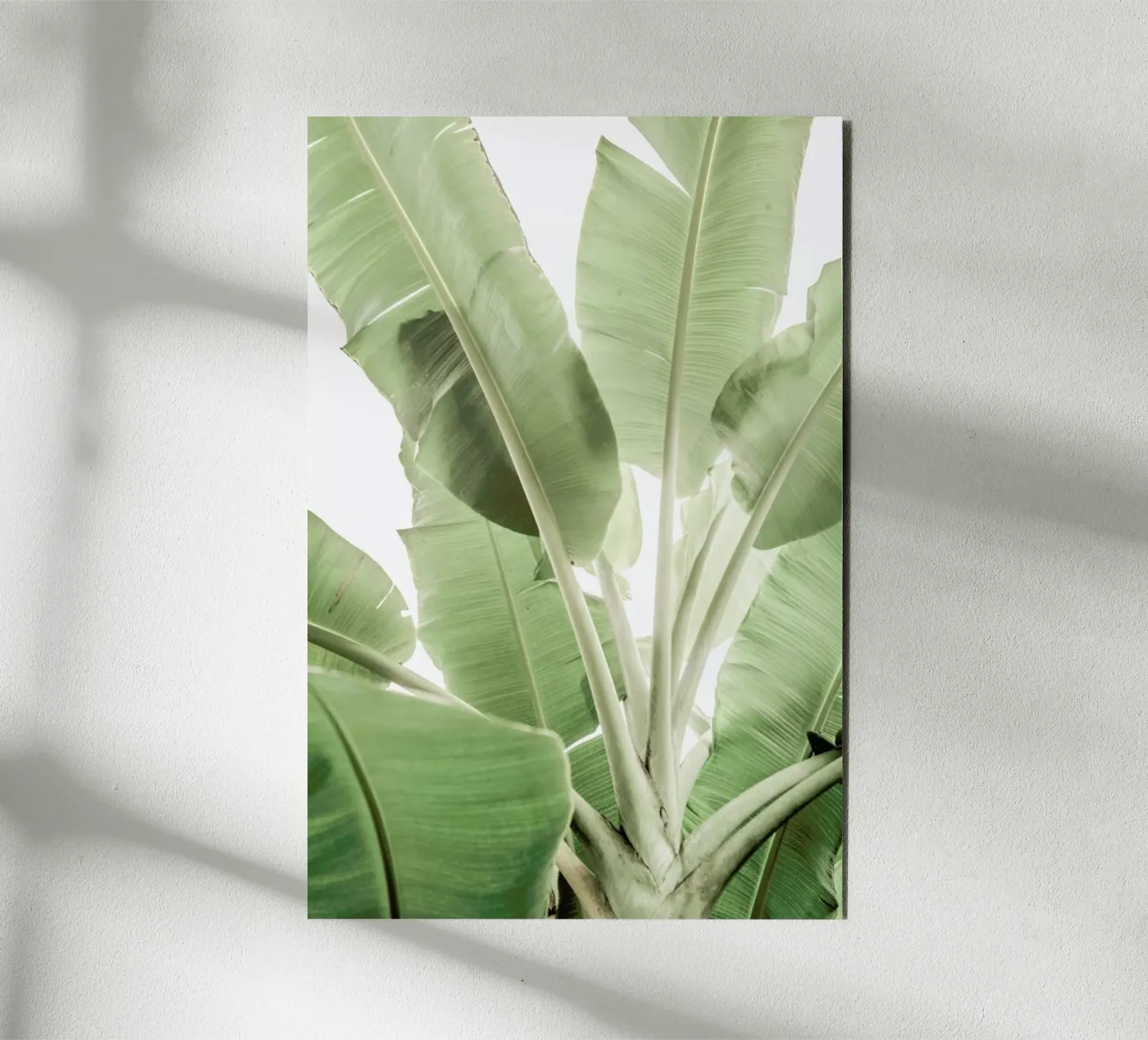 Full Bloom forex plate by Shot By Clint