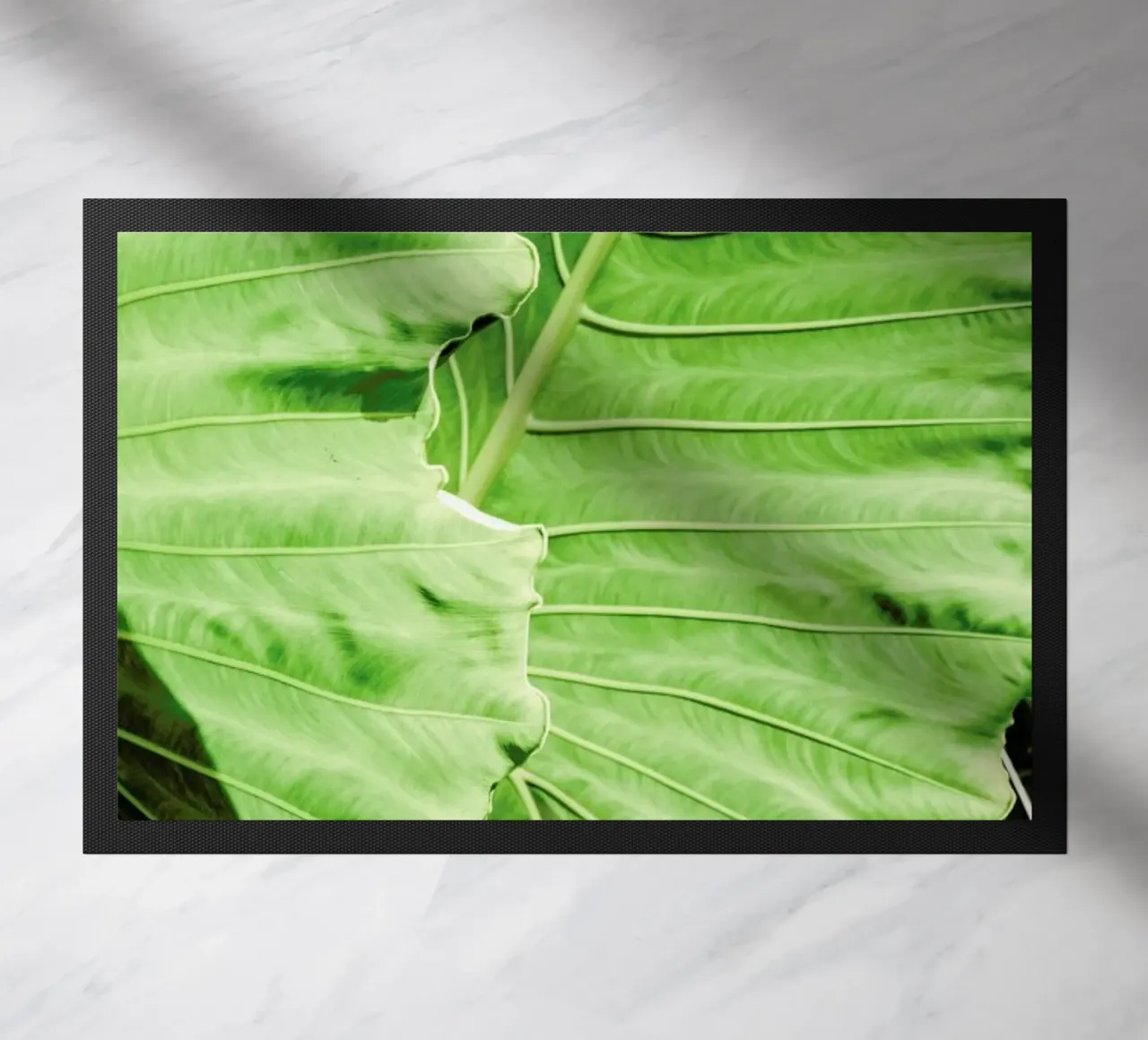 Elephants Ears zerbino da Shot By Clint