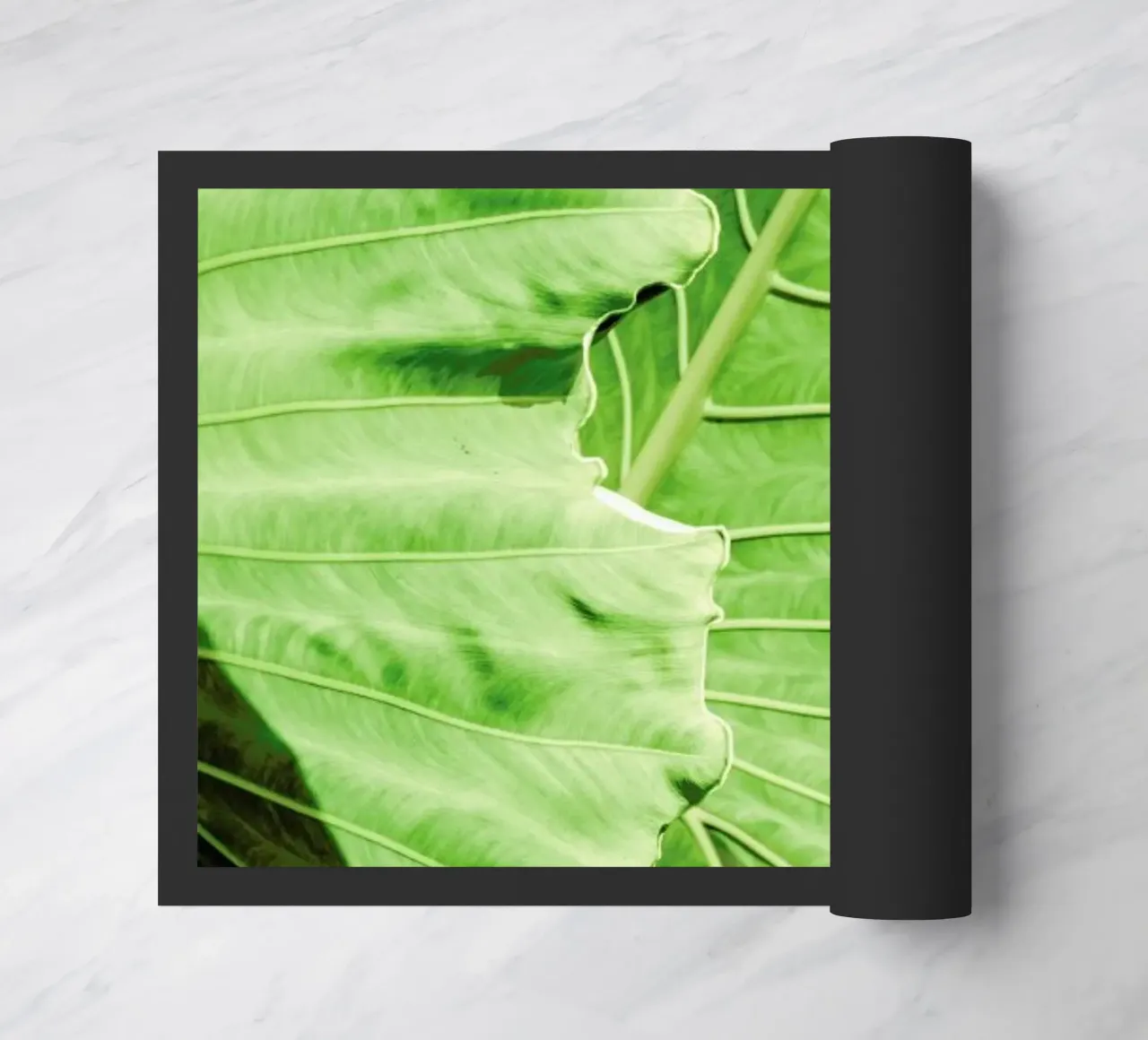 Elephants Ears zerbino da Shot By Clint