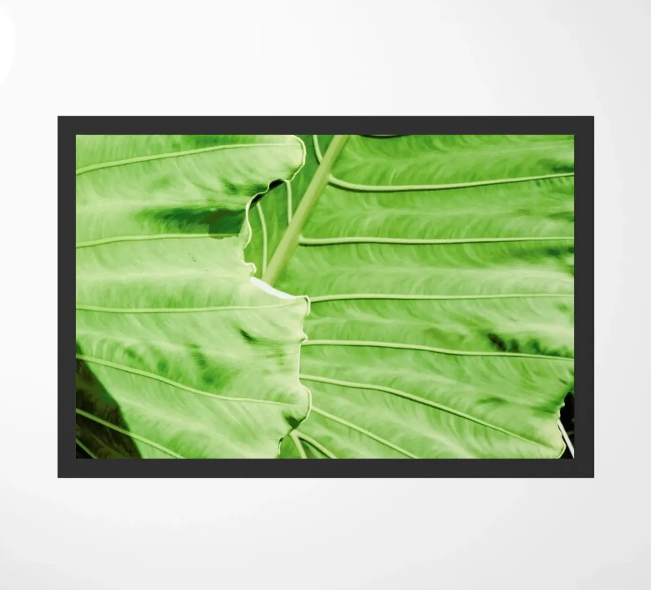 Elephants Ears zerbino da Shot By Clint