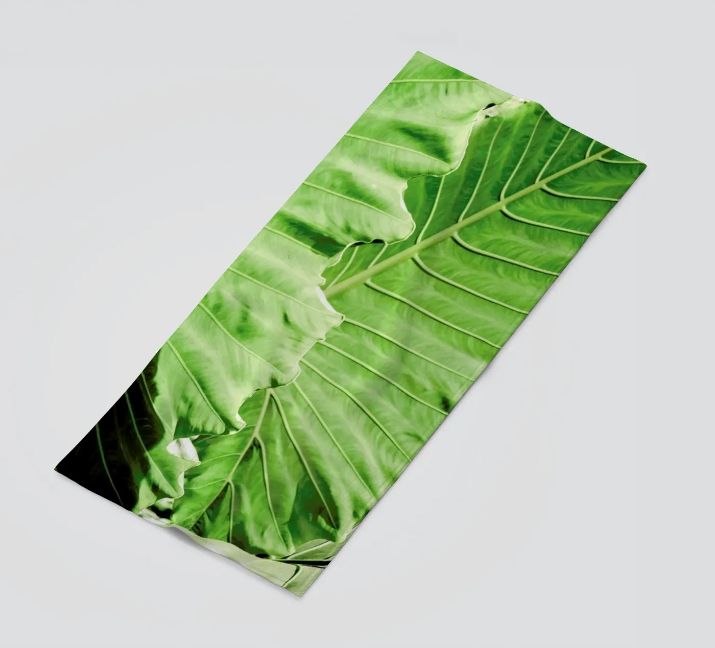 Elephants Ears telo mare da Shot By Clint