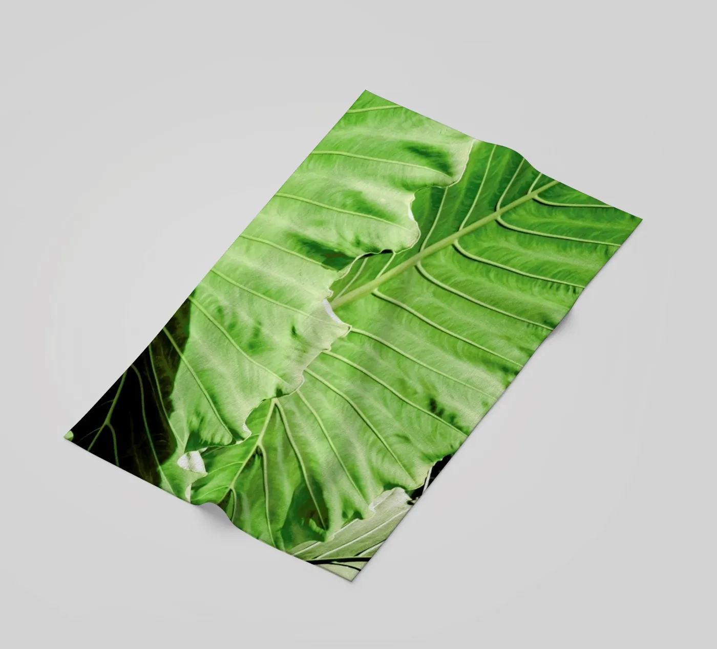 Elephants Ears telo mare da Shot By Clint