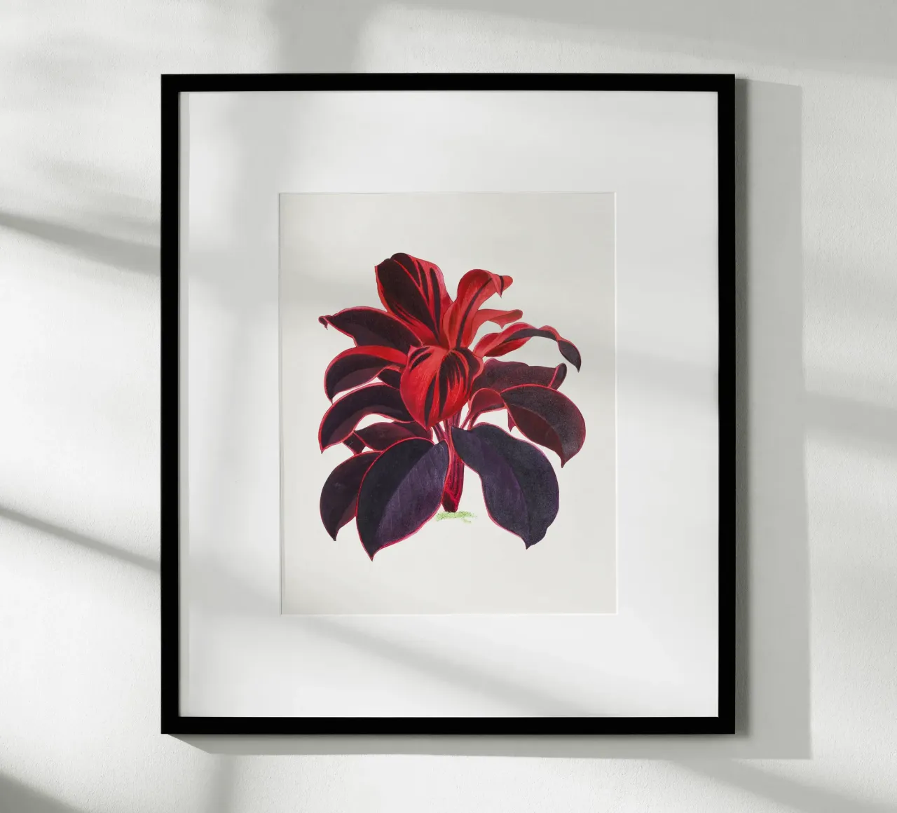Hawaiian Ti Plant Cordyline fruticosa Botanical Illustration poster con telaio in plastica da Pretty Flowers Vintage Botanicals