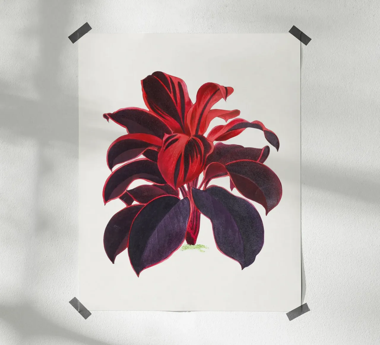 Hawaiian Ti Plant Cordyline fruticosa Botanical Illustration poster con telaio in plastica da Pretty Flowers Vintage Botanicals