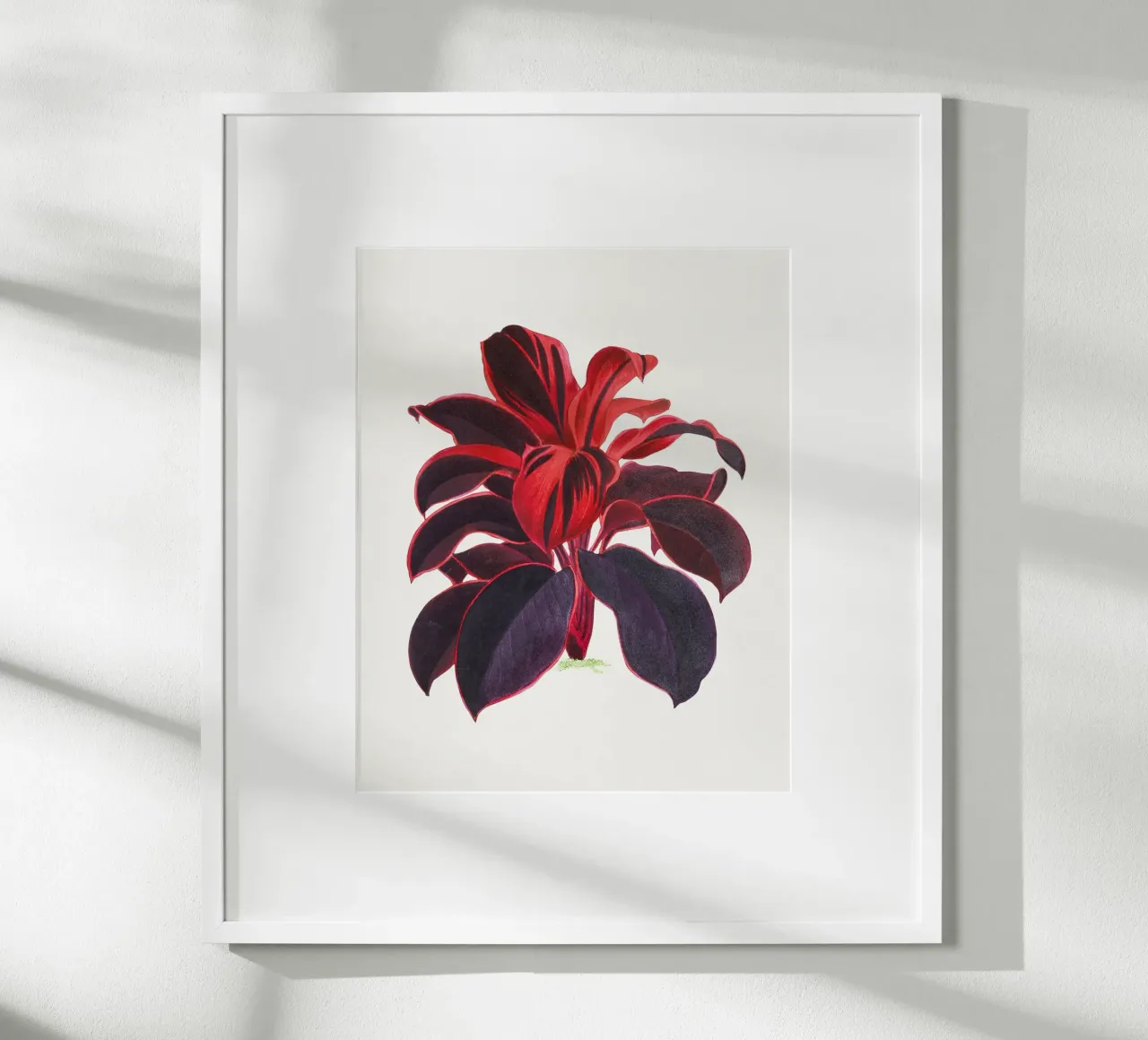 Hawaiian Ti Plant Cordyline fruticosa Botanical Illustration poster con telaio in plastica da Pretty Flowers Vintage Botanicals