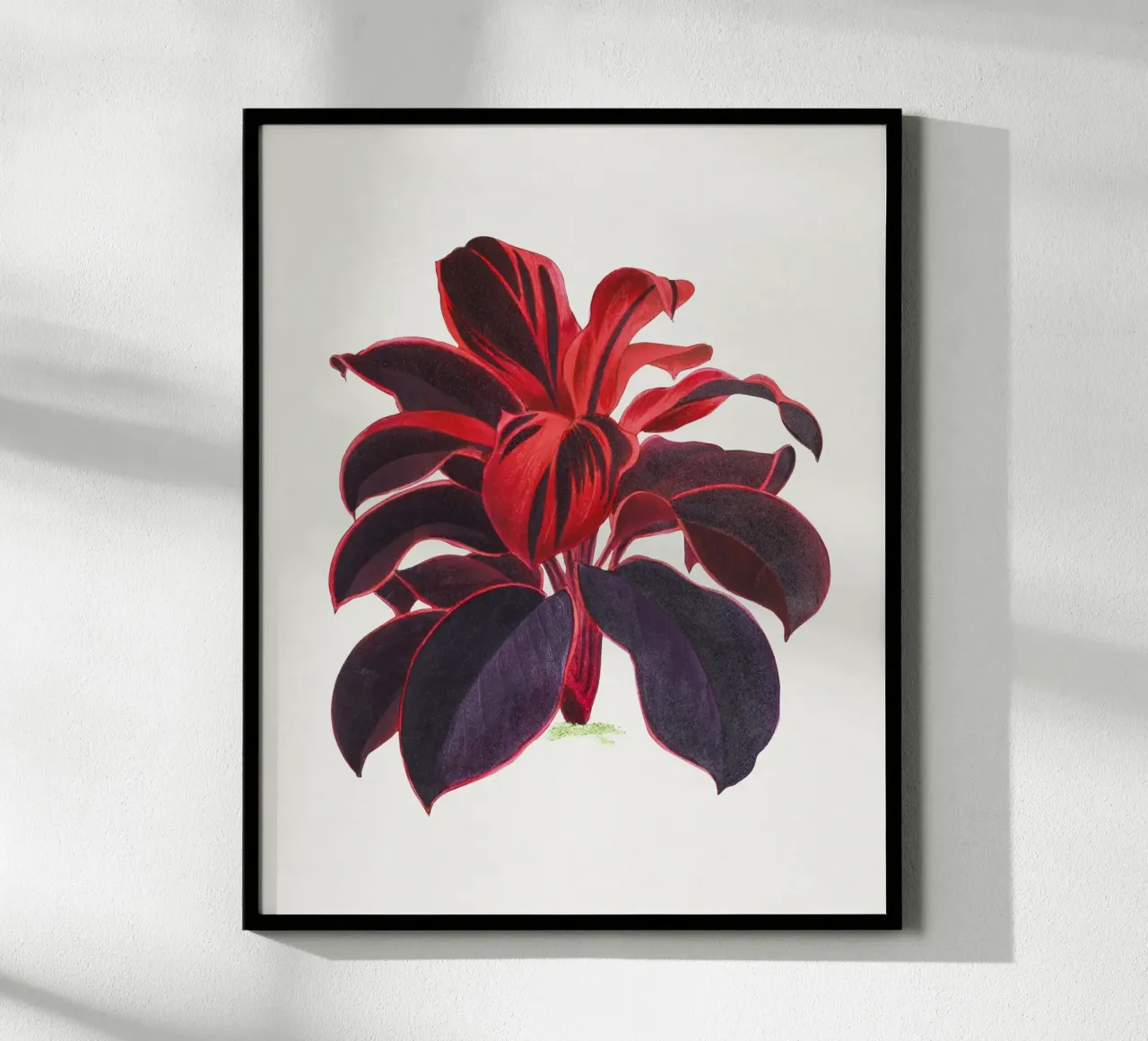 Hawaiian Ti Plant Cordyline fruticosa Botanical Illustration poster con telaio in plastica da Pretty Flowers Vintage Botanicals
