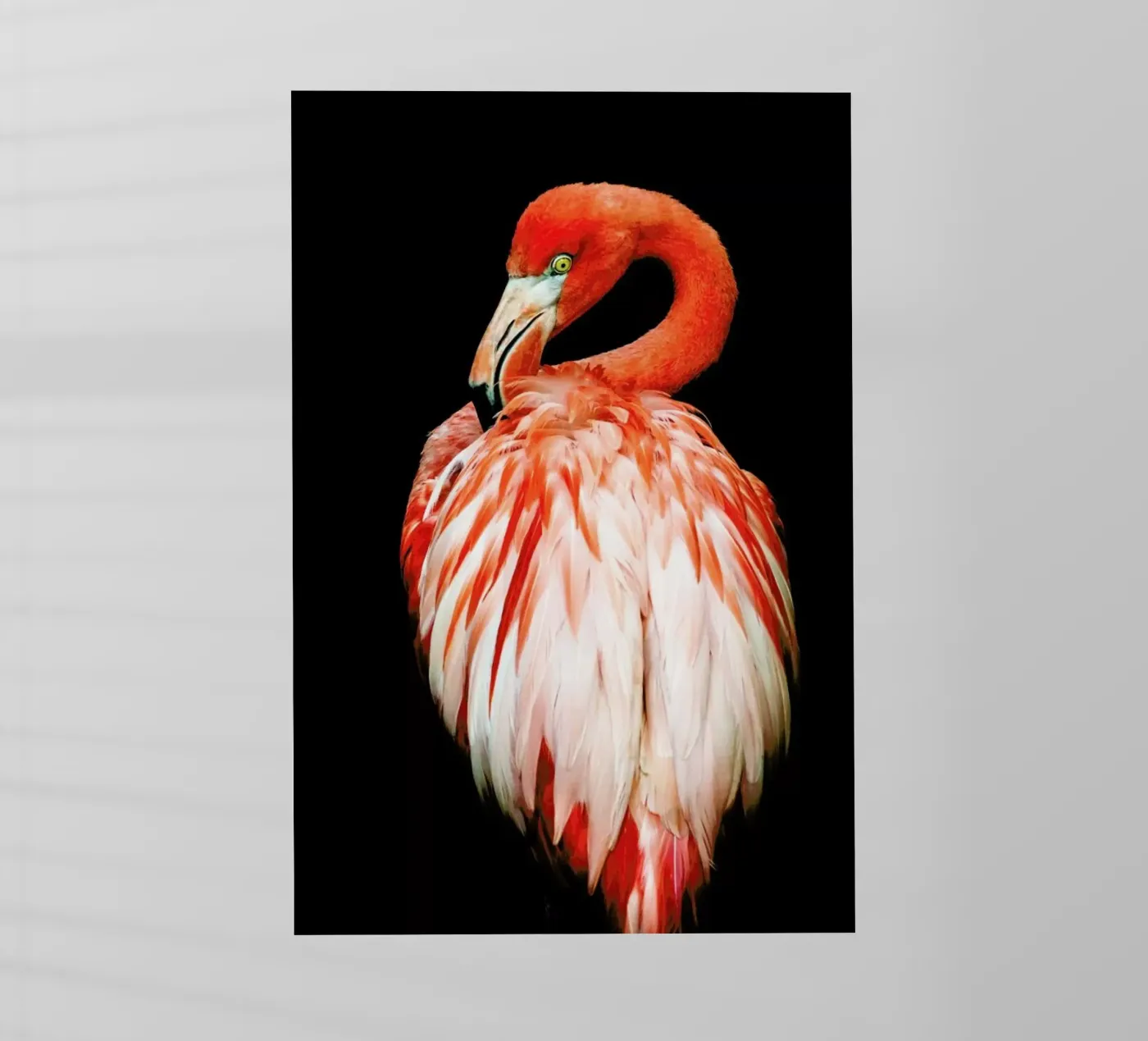 Bold Feathers pellicola backlit da Natural Kingdom