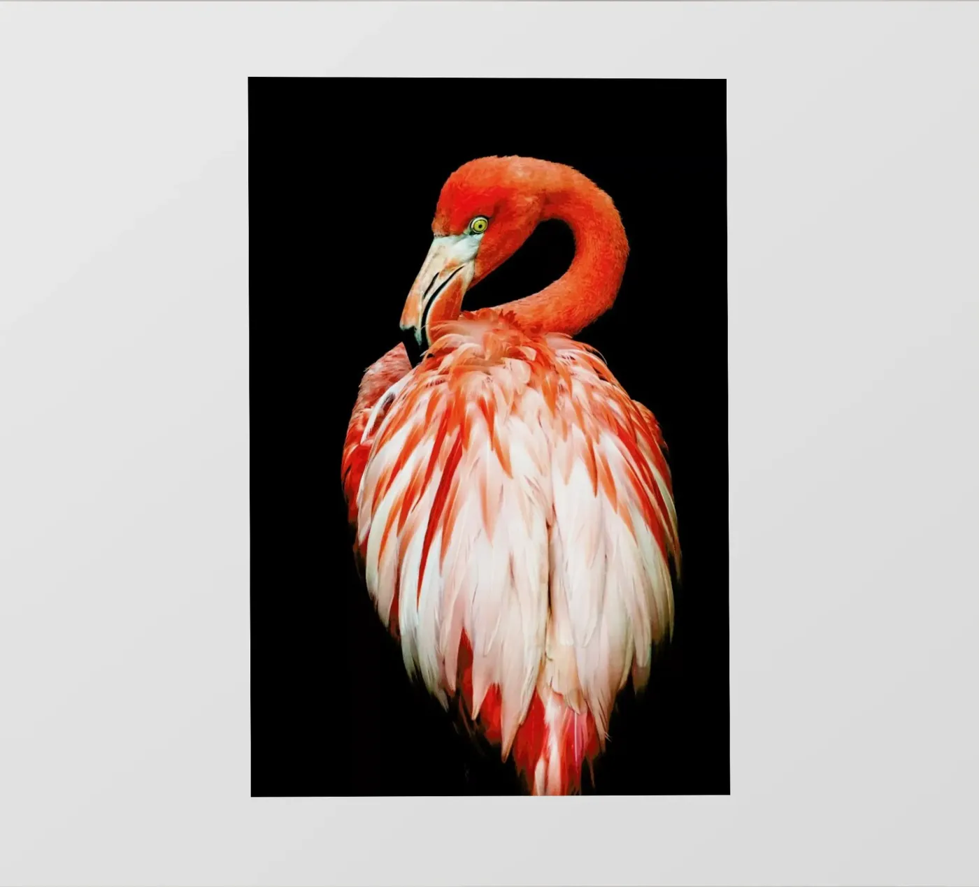 Bold Feathers pellicola backlit da Natural Kingdom