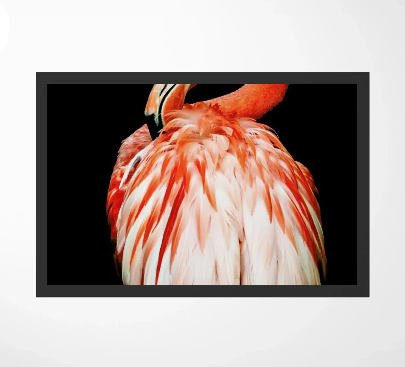 Bold Feathers zerbino da Natural Kingdom