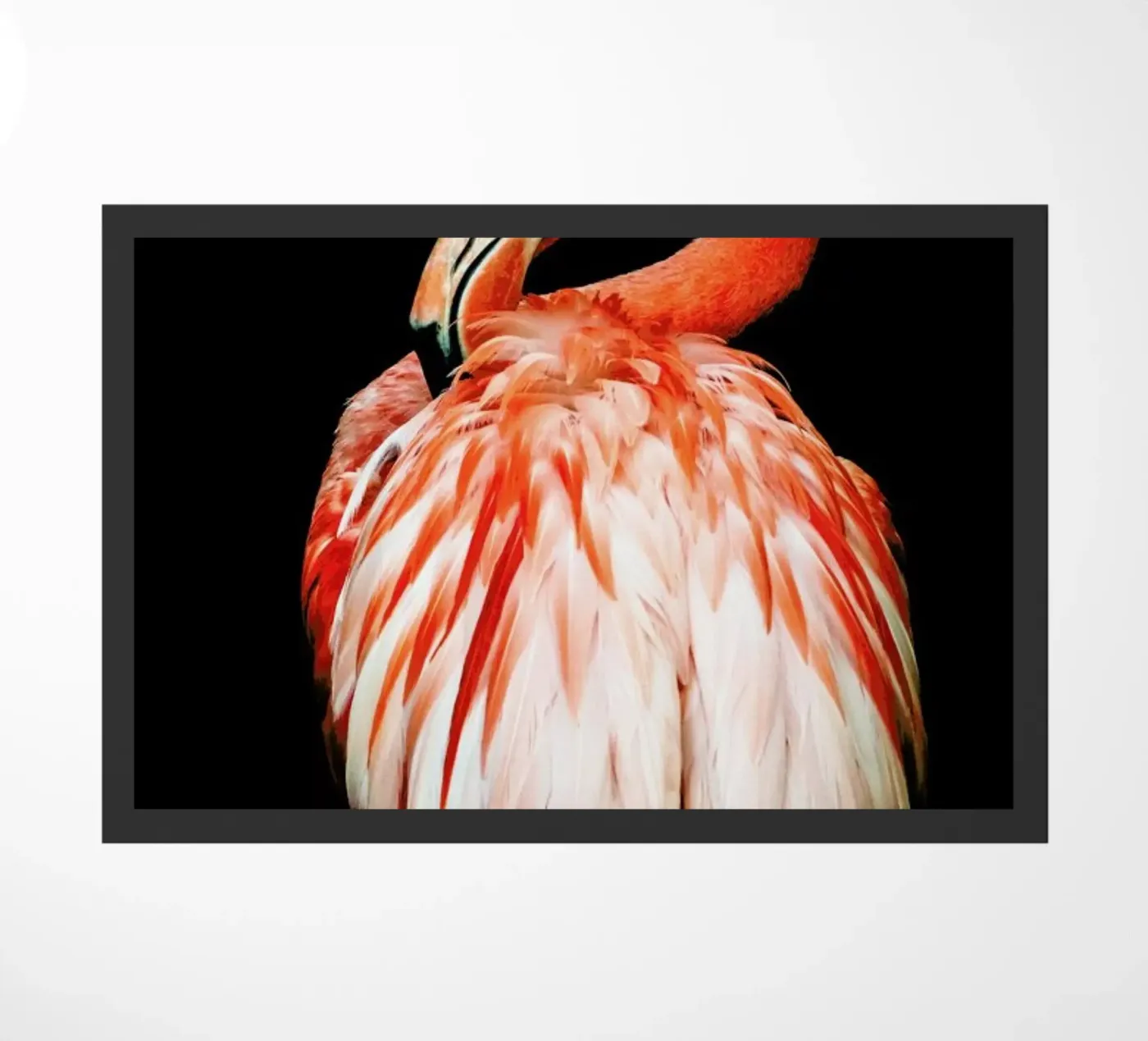 Bold Feathers zerbino da Natural Kingdom