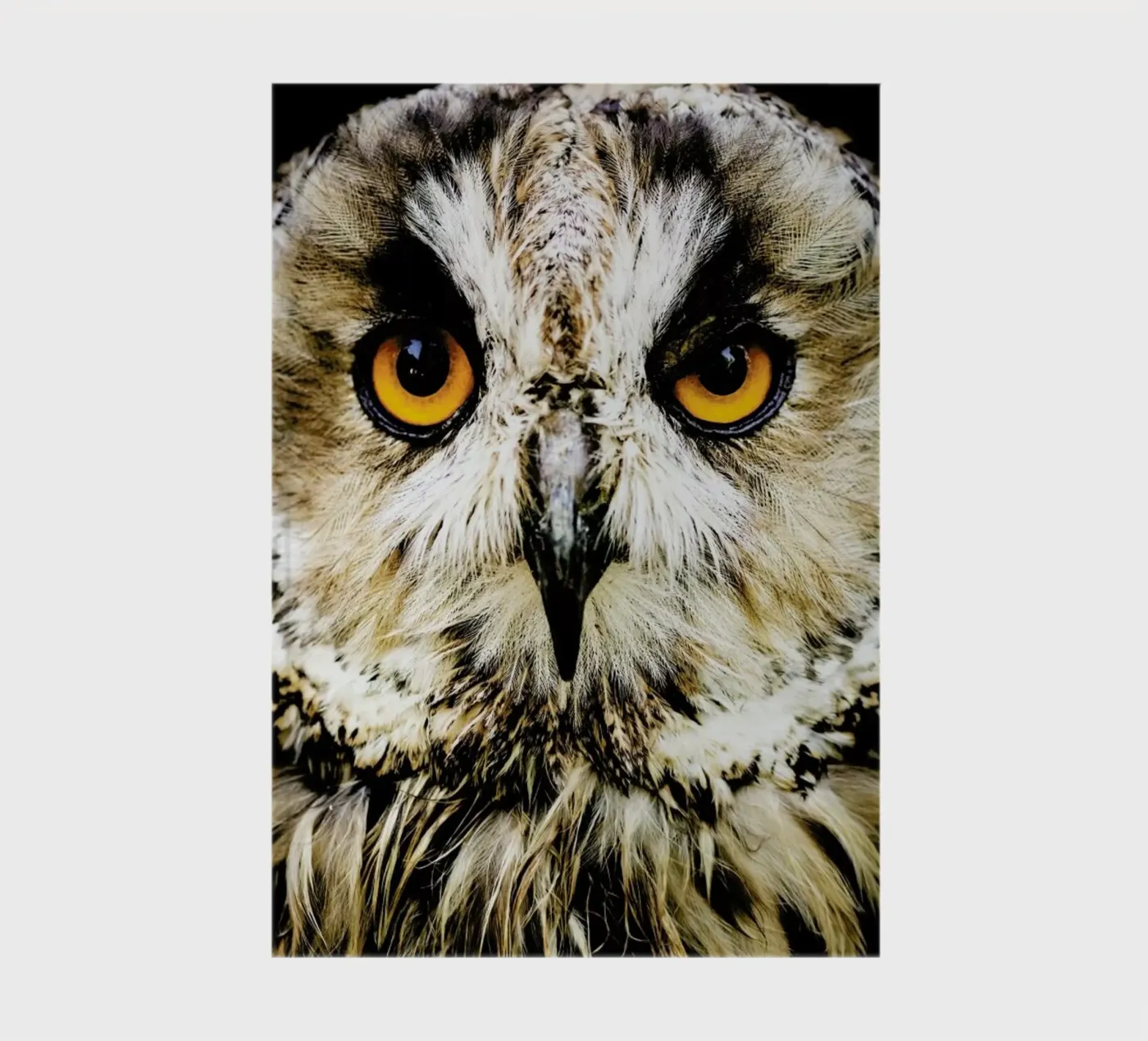 Hedwig notebook by Natural Kingdom