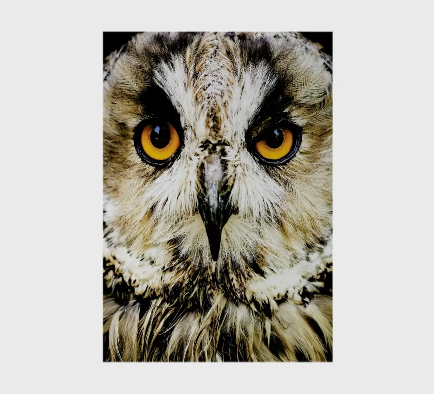 Hedwig notebook by Natural Kingdom