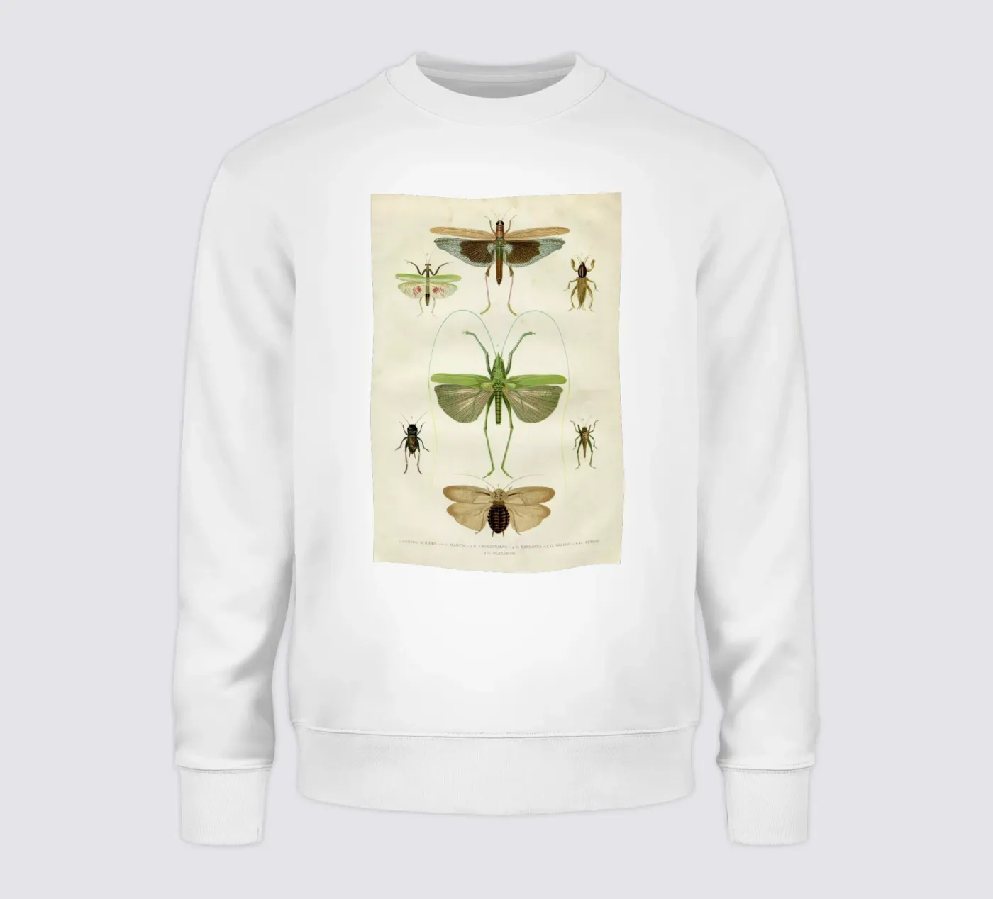 Insects felpa da Flora & Fauna