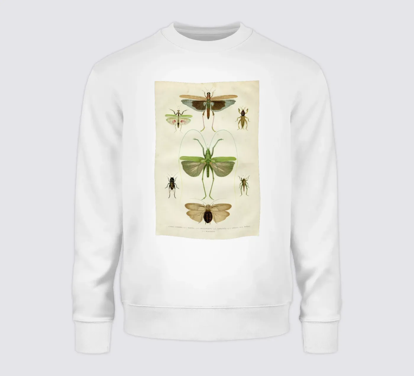 Insects felpa da Flora & Fauna