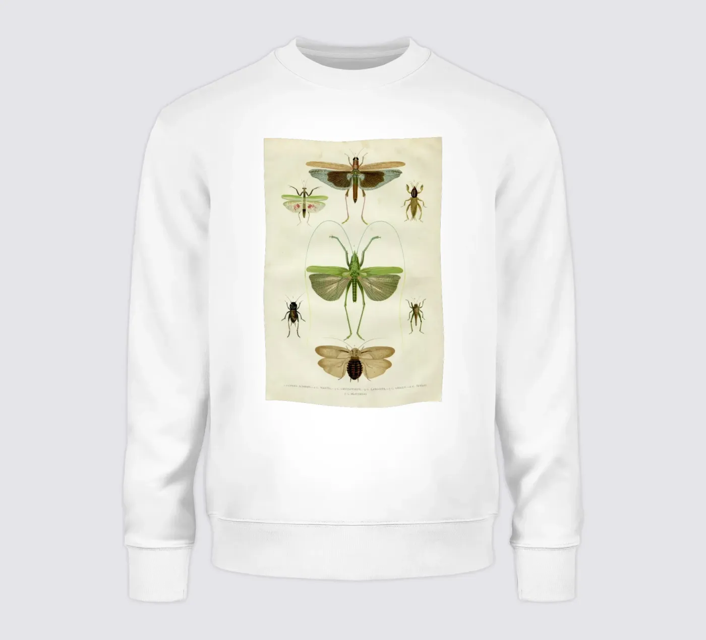 Insects felpa da Flora & Fauna