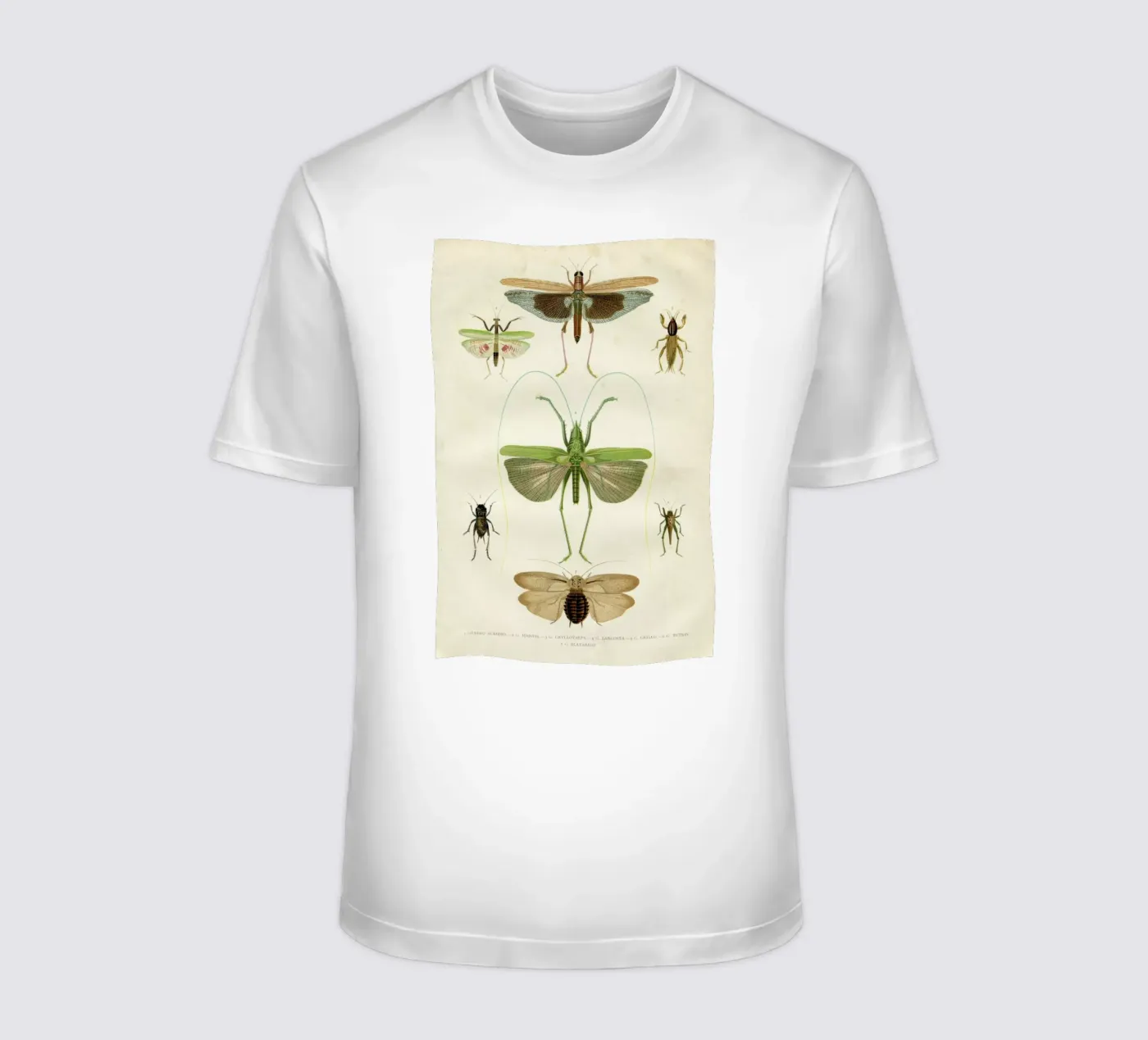 Insects t-shirt da Flora & Fauna