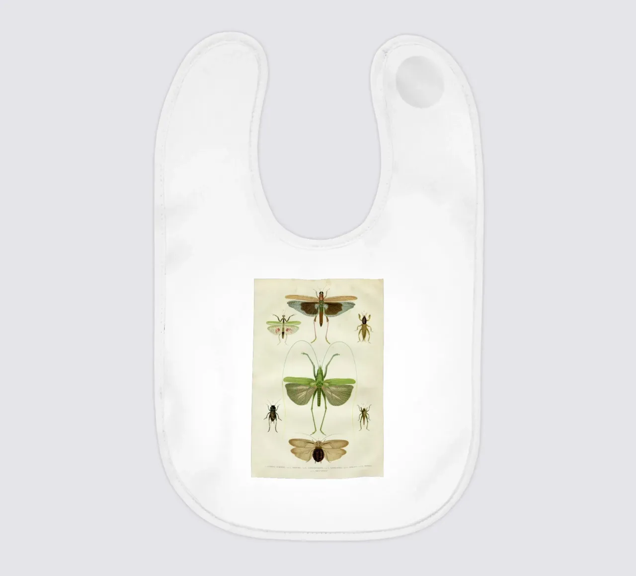 Insects bavaglino da Flora & Fauna