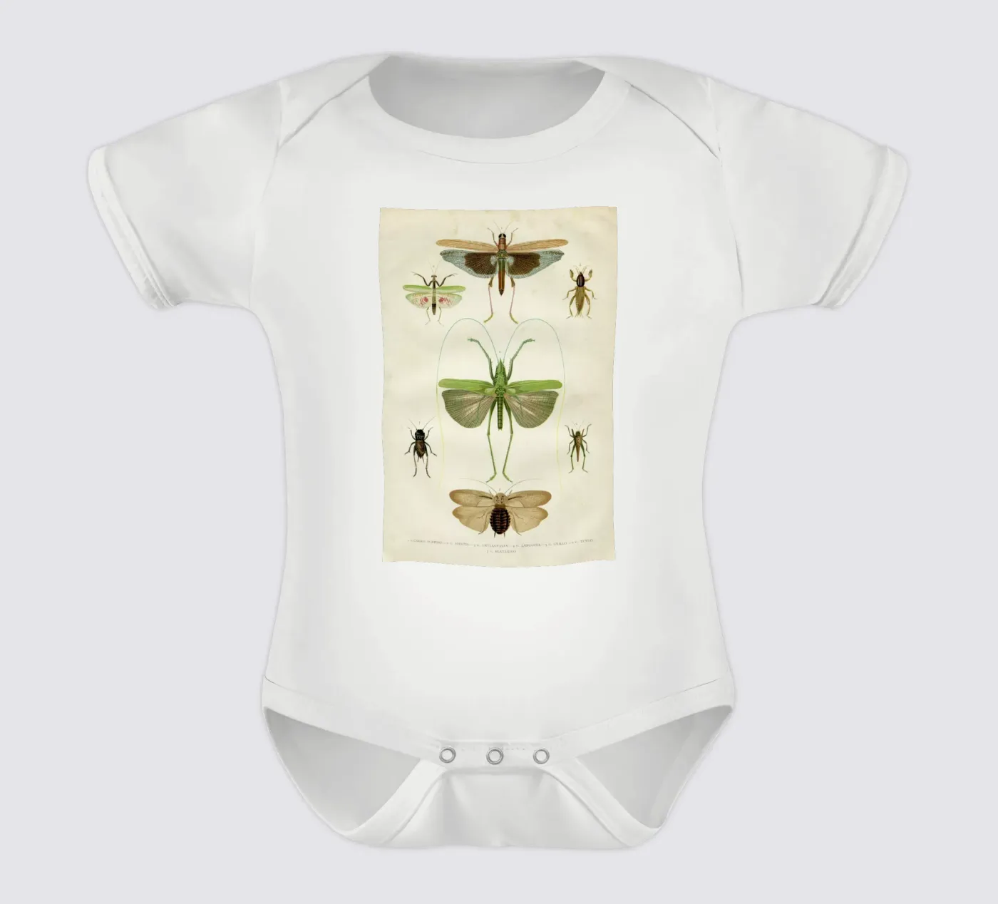 Insects body bébé de Flora & Fauna