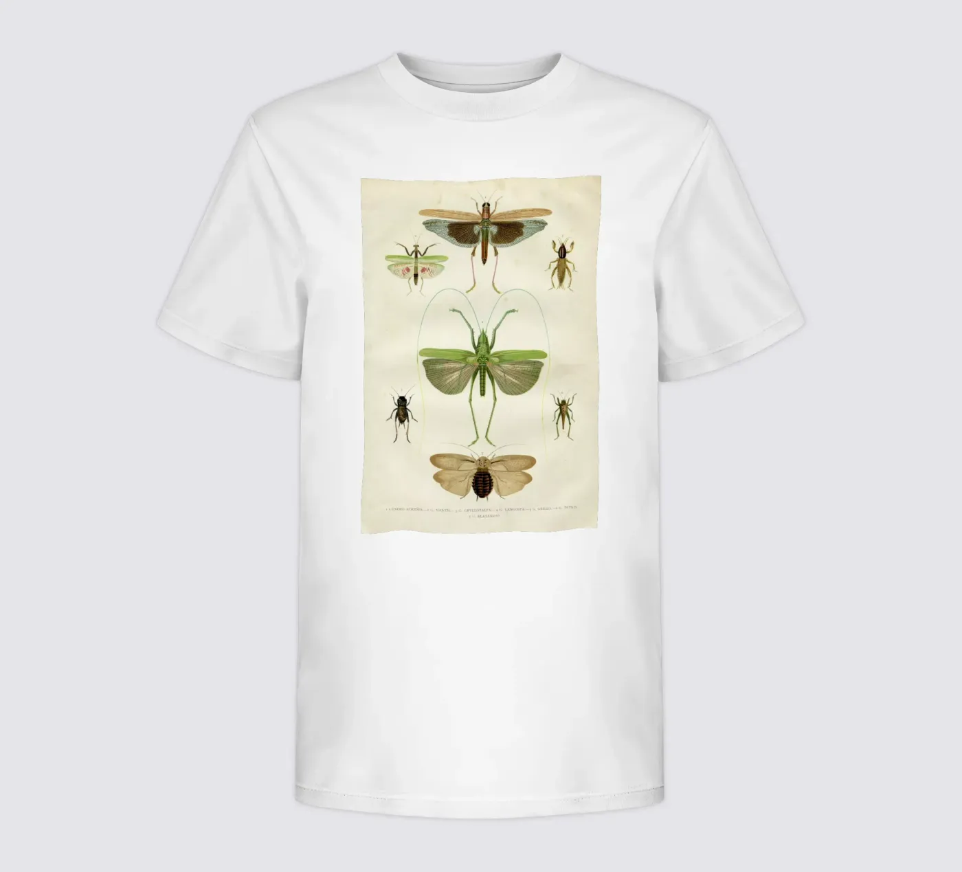 Insects kinder t-shirt van Flora & Fauna