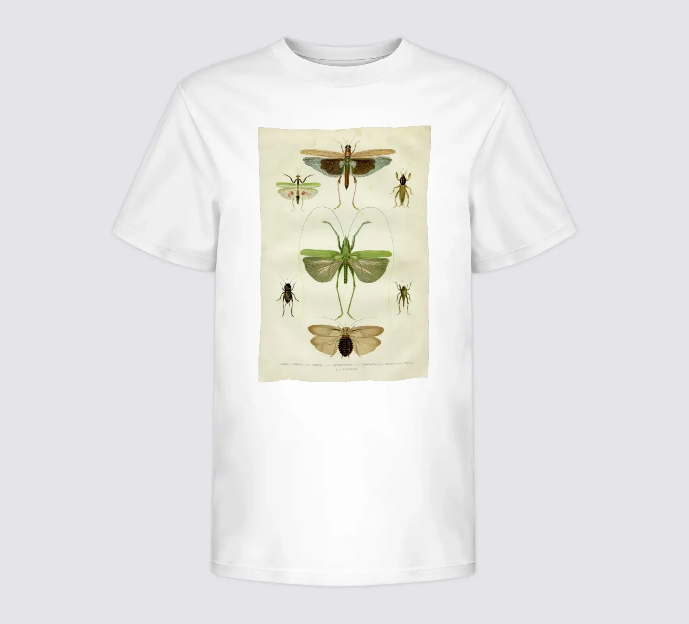 Insects kinder t-shirt van Flora & Fauna